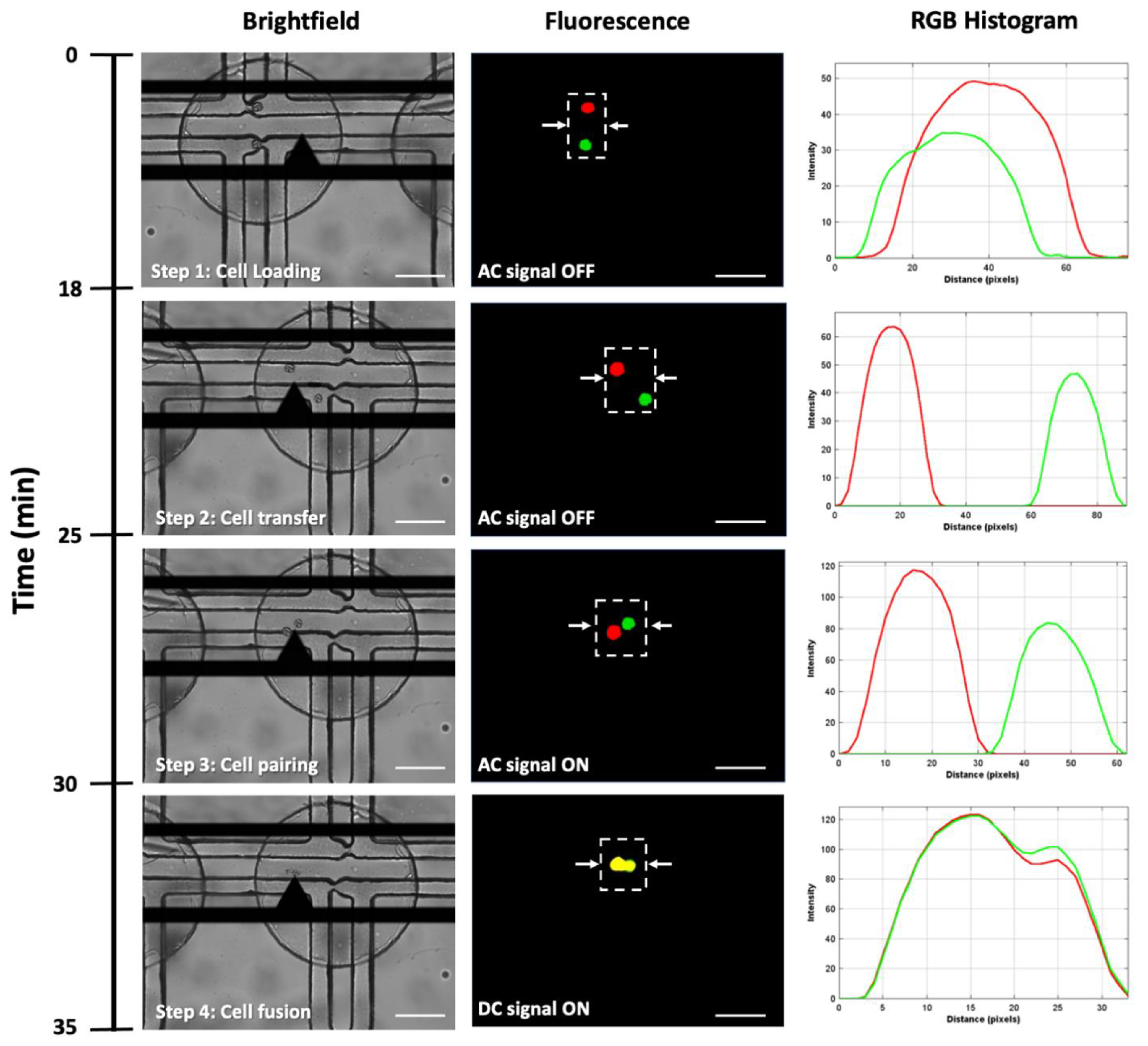 Cells 10 02855 g004 550