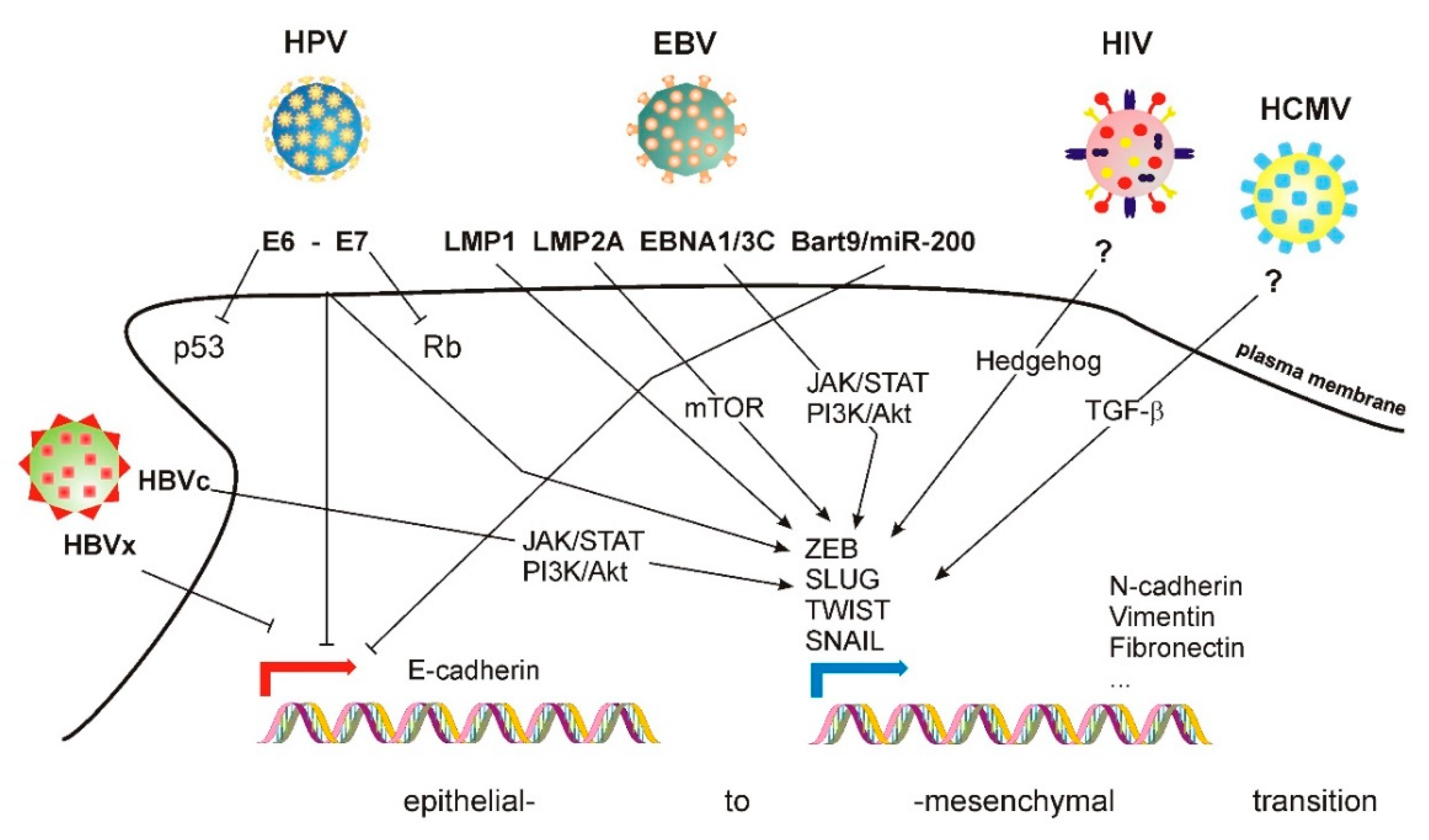 Cells 10 02863 g001 Cells 10 02863 g001