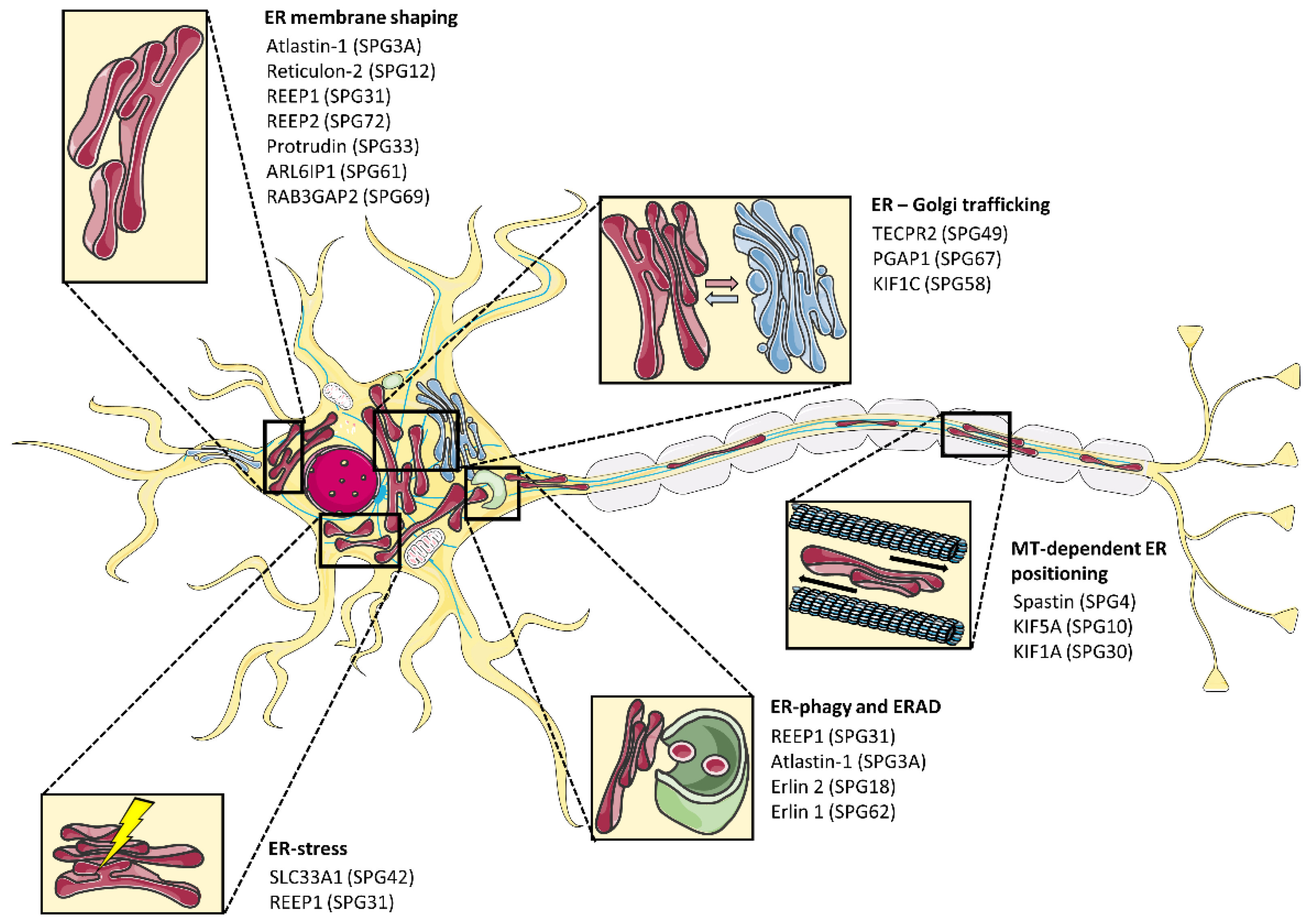 器官病理学 = Organ Pathology IgG4-related disease - The Lancet