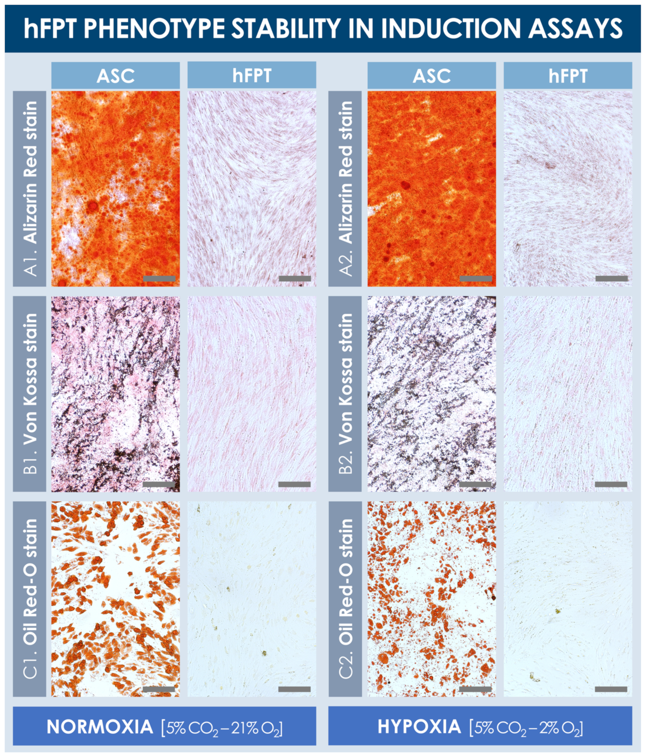 Cells 10 02872 g005 Cells 10 02872 g005