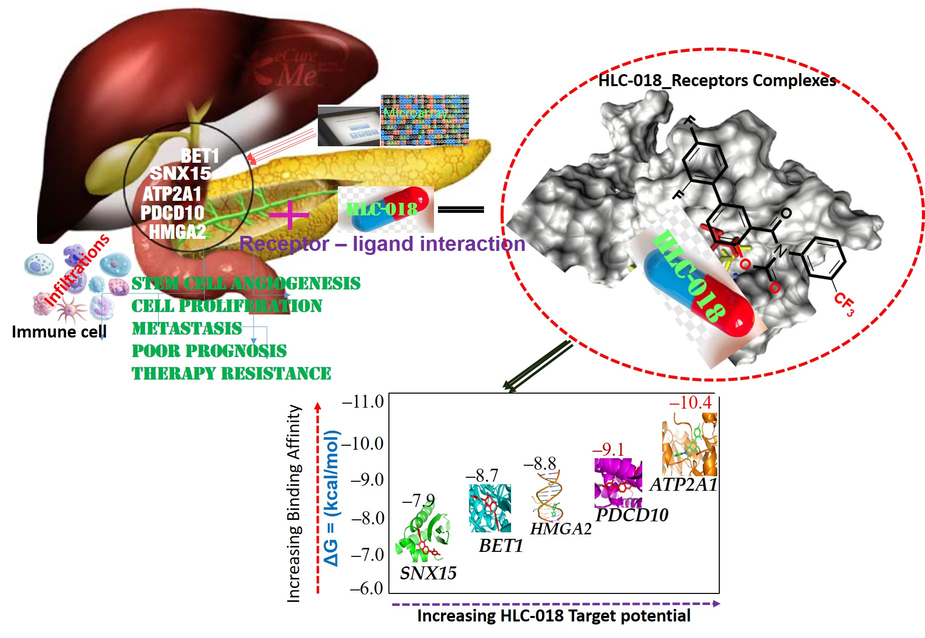 Cells Free Full Text Transcriptomic Based Identification Of The Immuno Oncogenic Signature Of Cholangiocarcinoma For Hlc 018 Multi Target Therapy Exploration