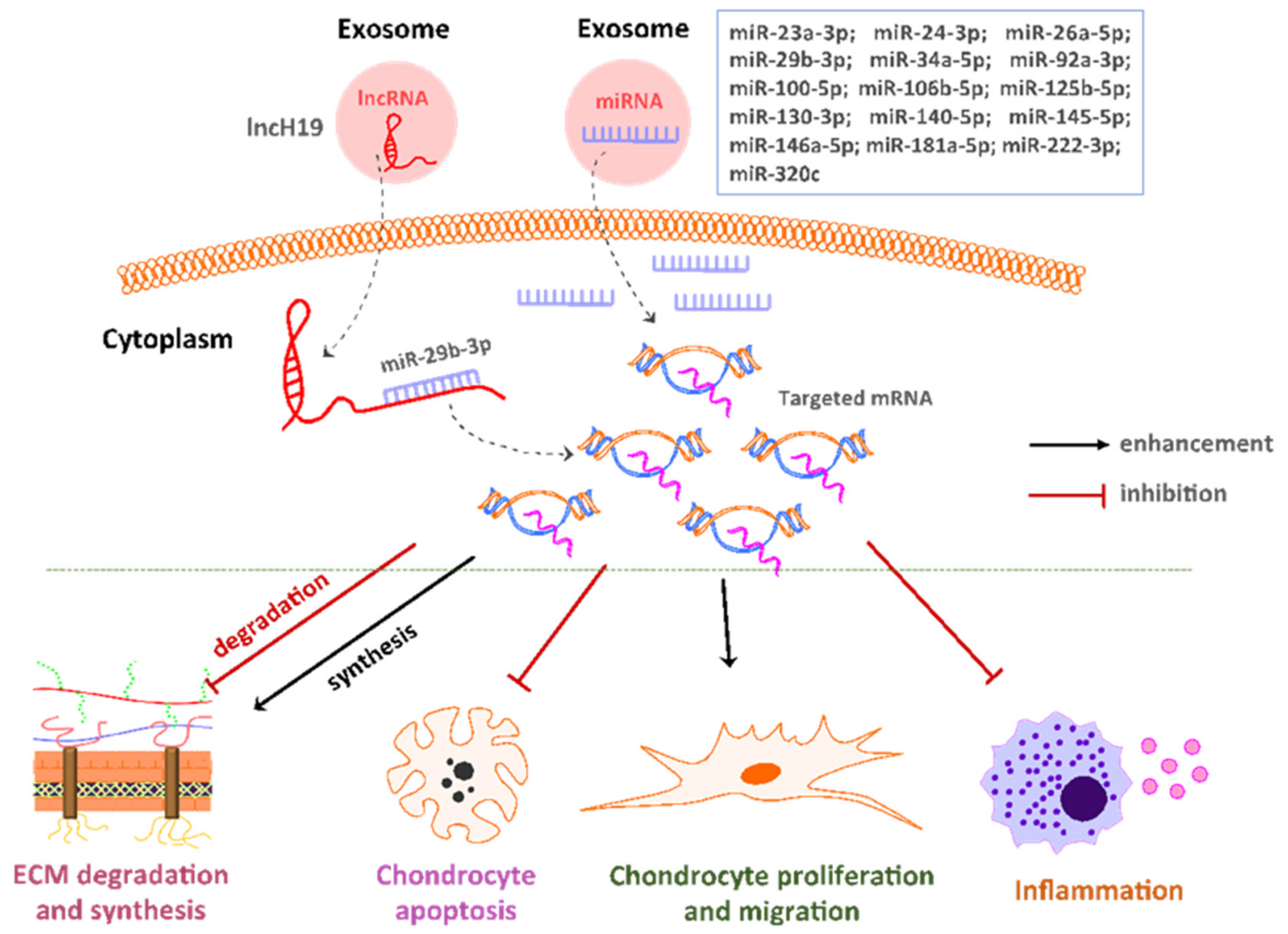 Mesenchymal stromal/stem cell-derived extracellular vesicles in tissue  repair: challenges and opportunities. - Abstract - Europe PMC