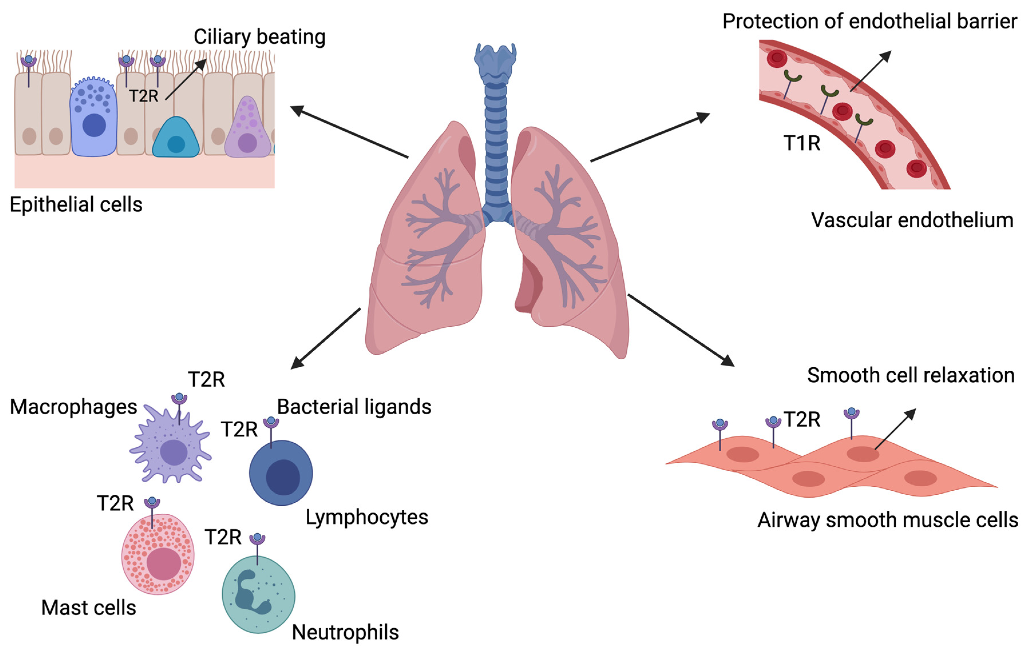 Cells 10 02889 g002 550