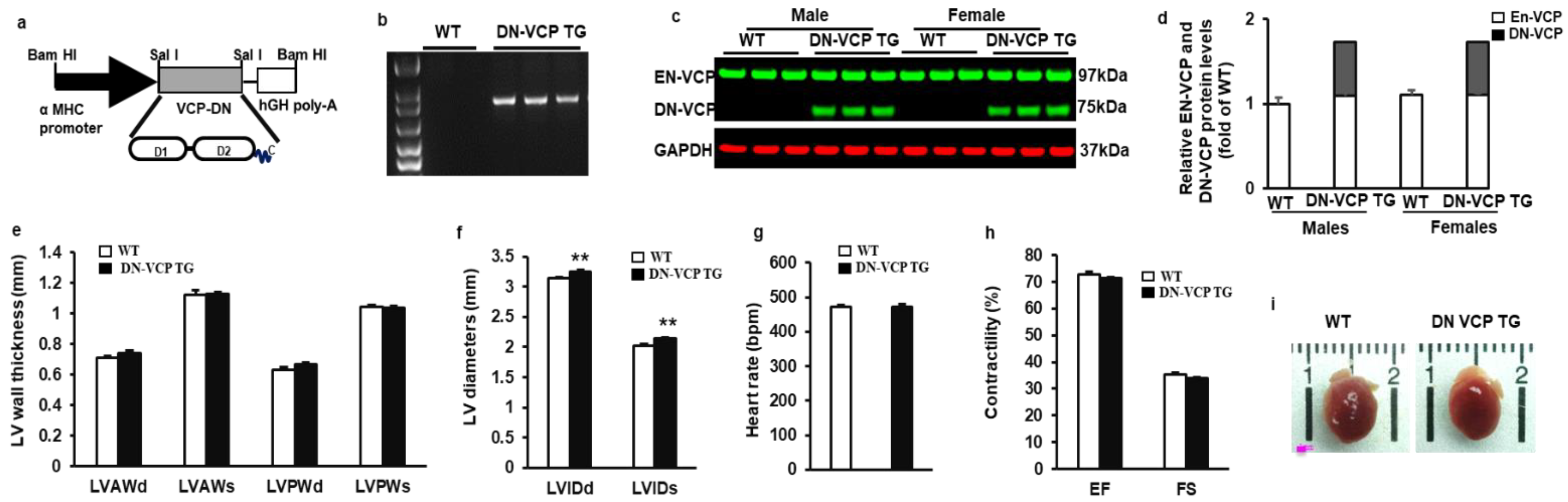 Cells 10 02891 g001 550