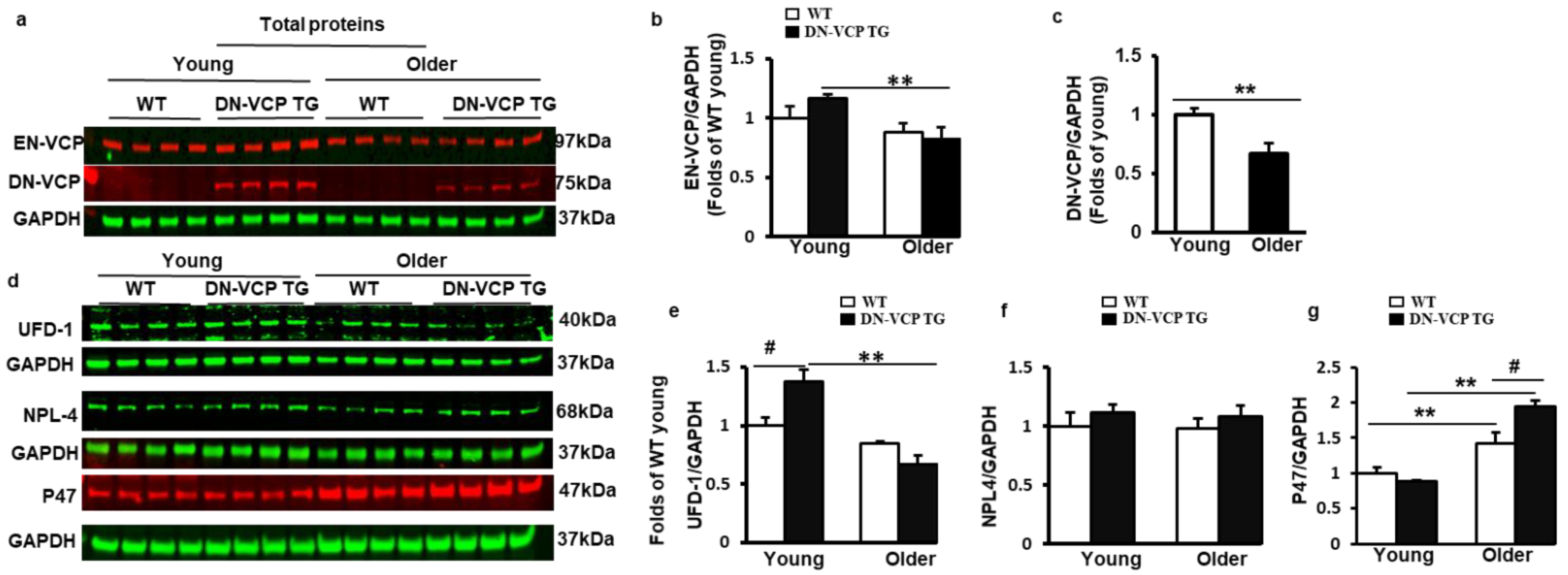 Cells 10 02891 g003 550