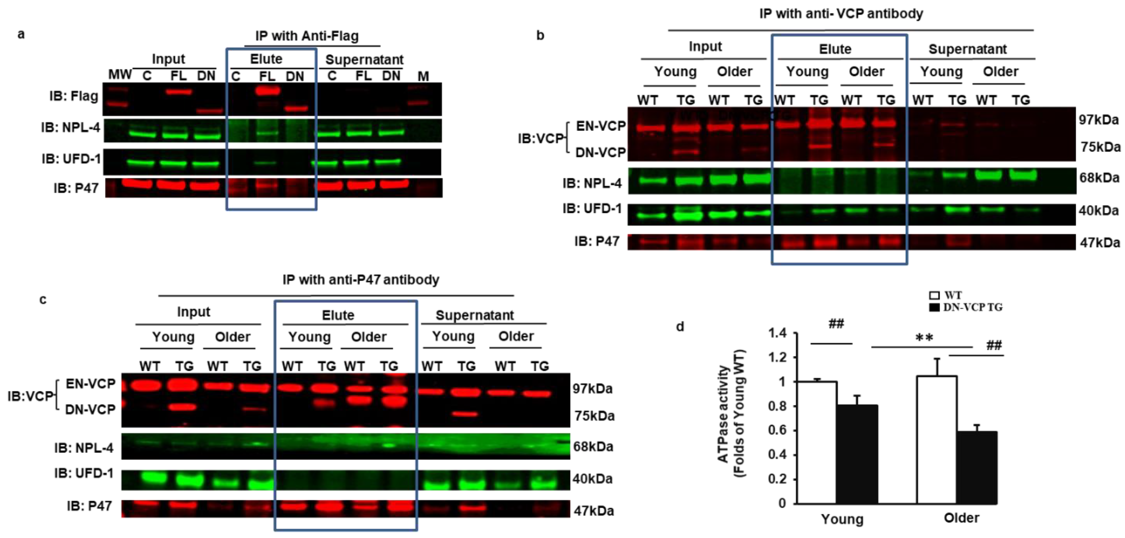 Cells 10 02891 g005 550