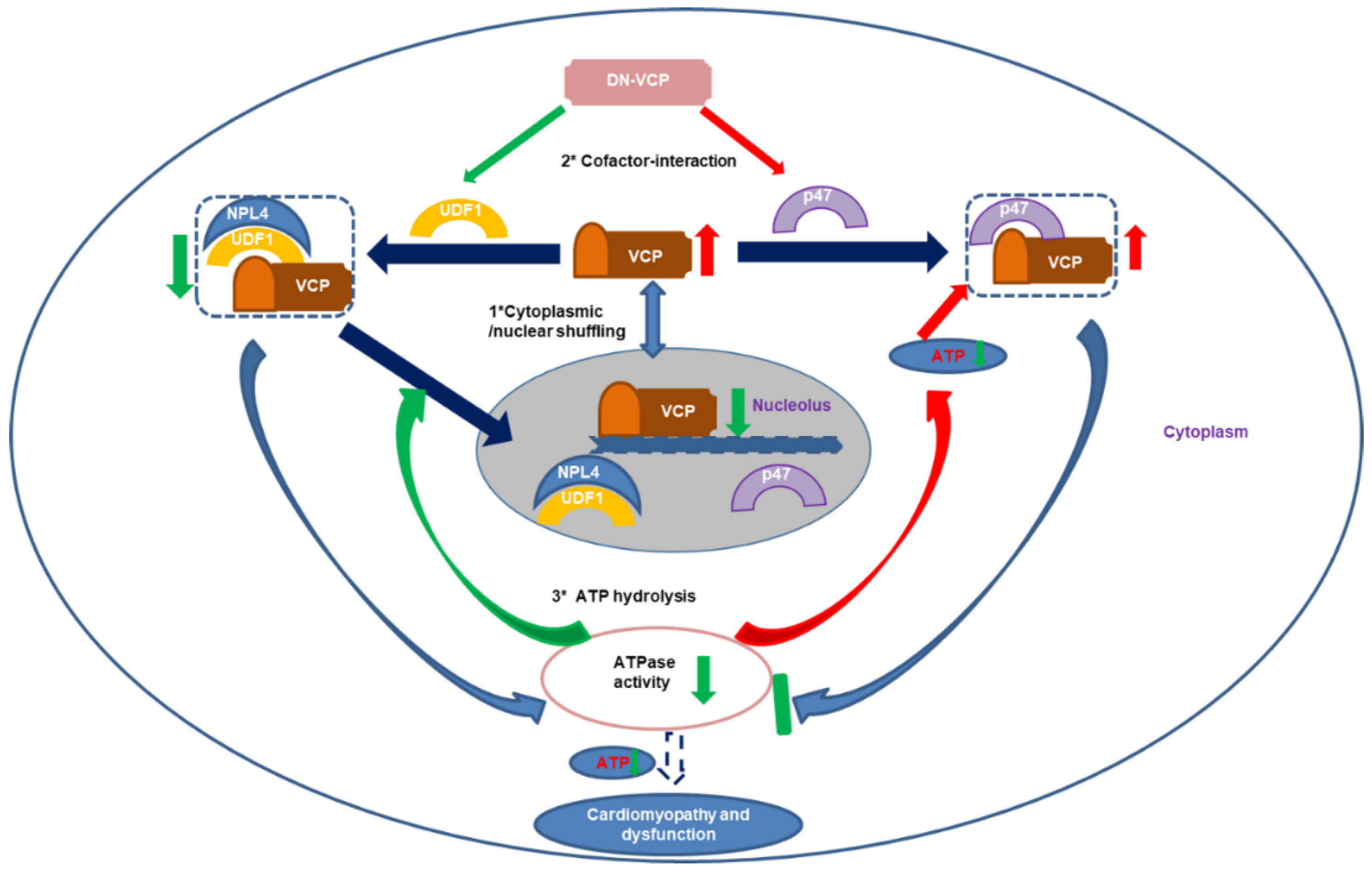 Cells 10 02891 g006 550