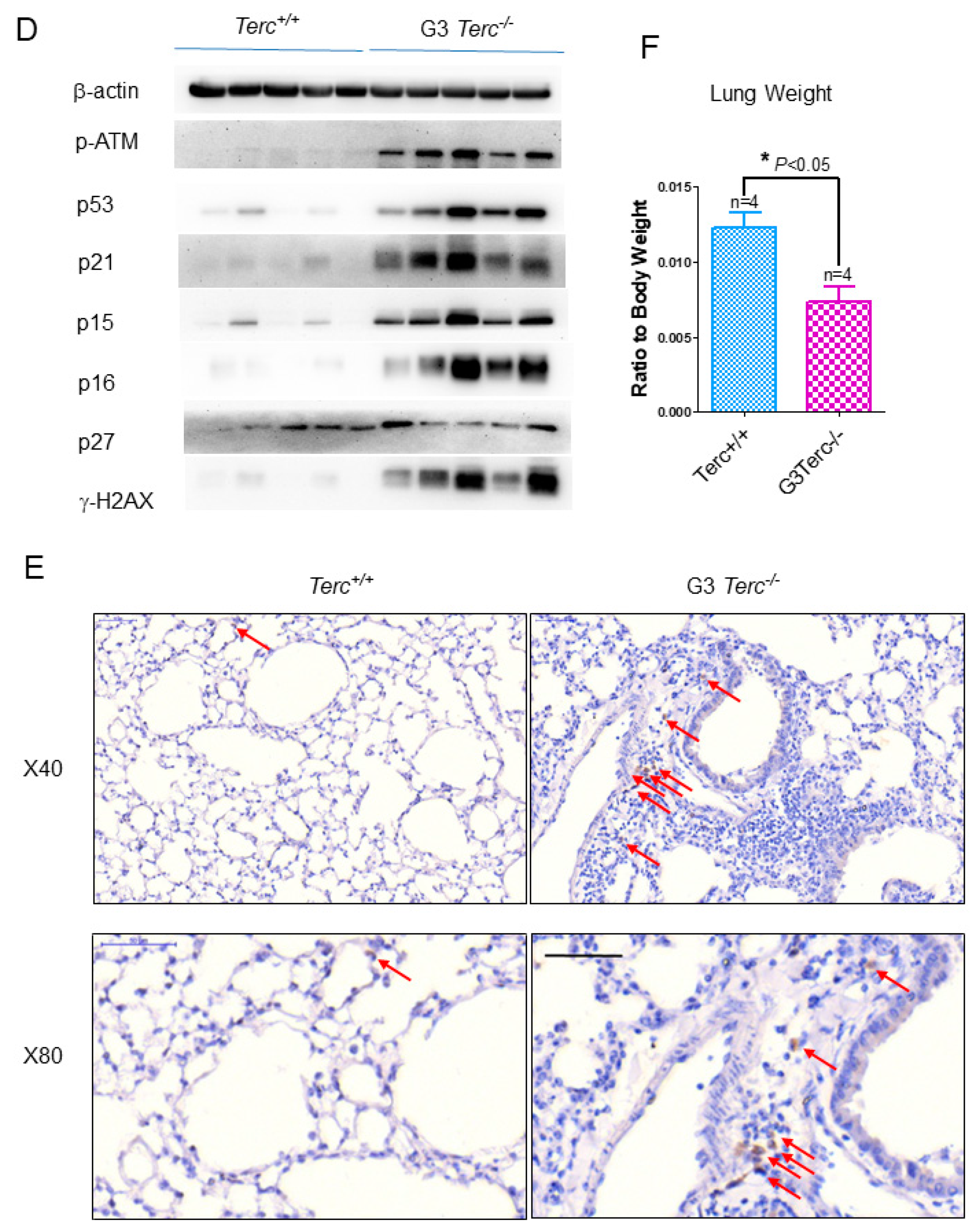 Cells 10 02892 g002b 550