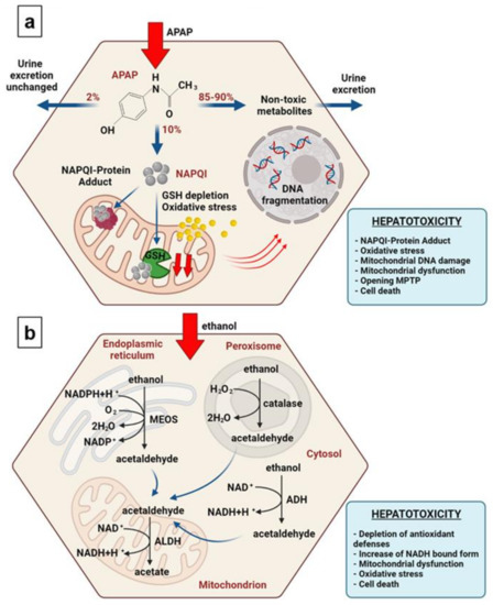 Toxicological Analysis of Hepatocytes Using FLIM Technique: In Vitro ...