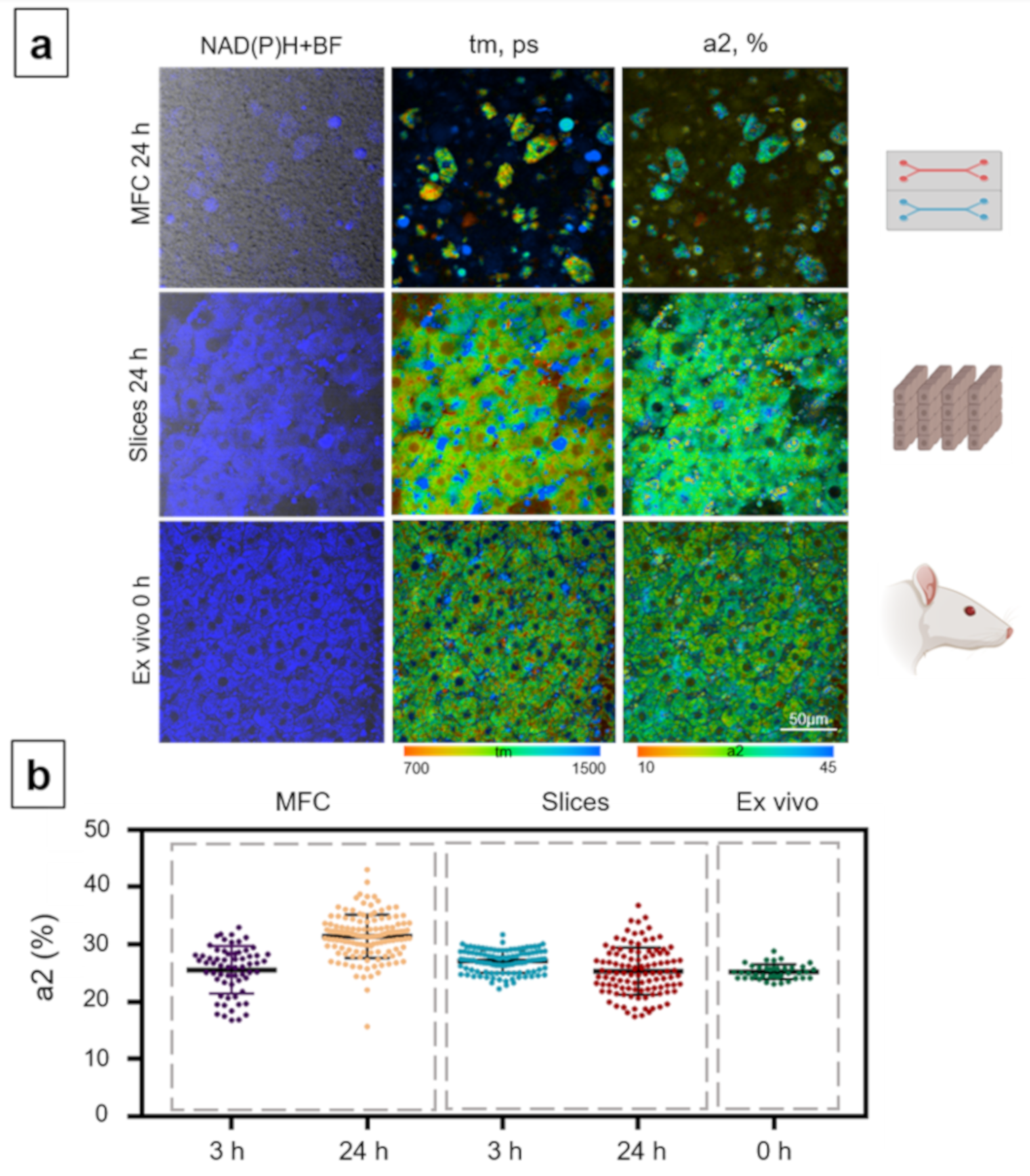 Cells 10 02894 g005 Cells 10 02894 g005