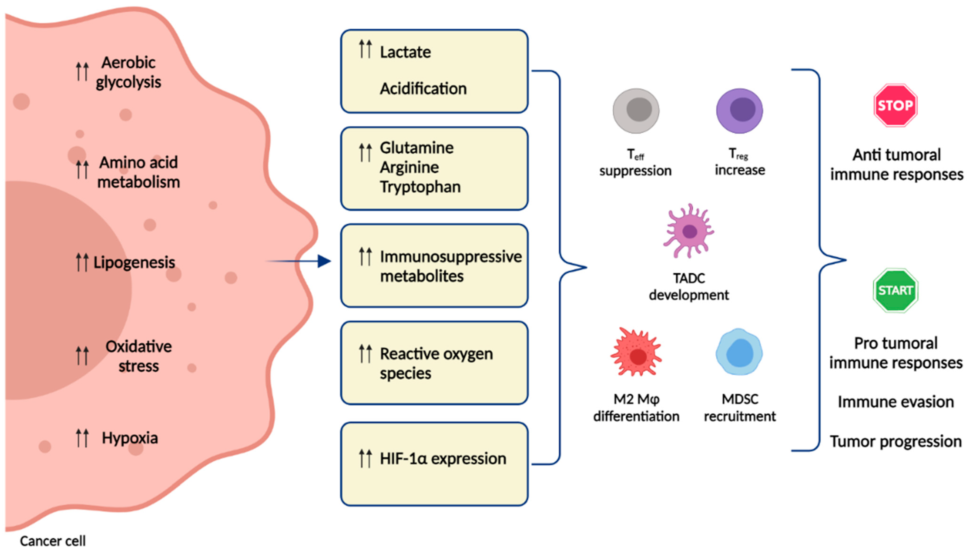 Cells 10 02896 g001 Cells 10 02896 g001
