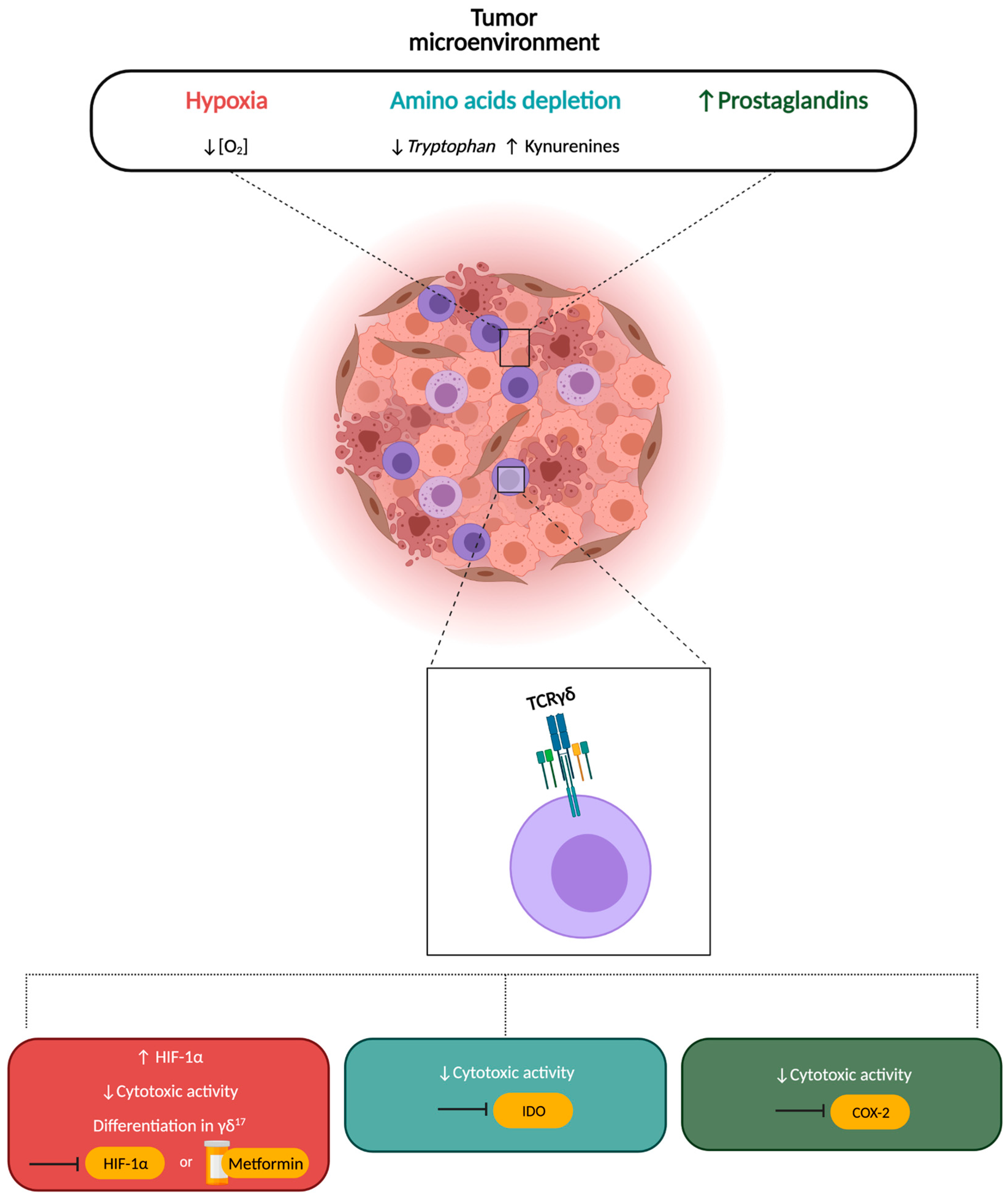 Cells 10 02896 g003 Cells 10 02896 g003