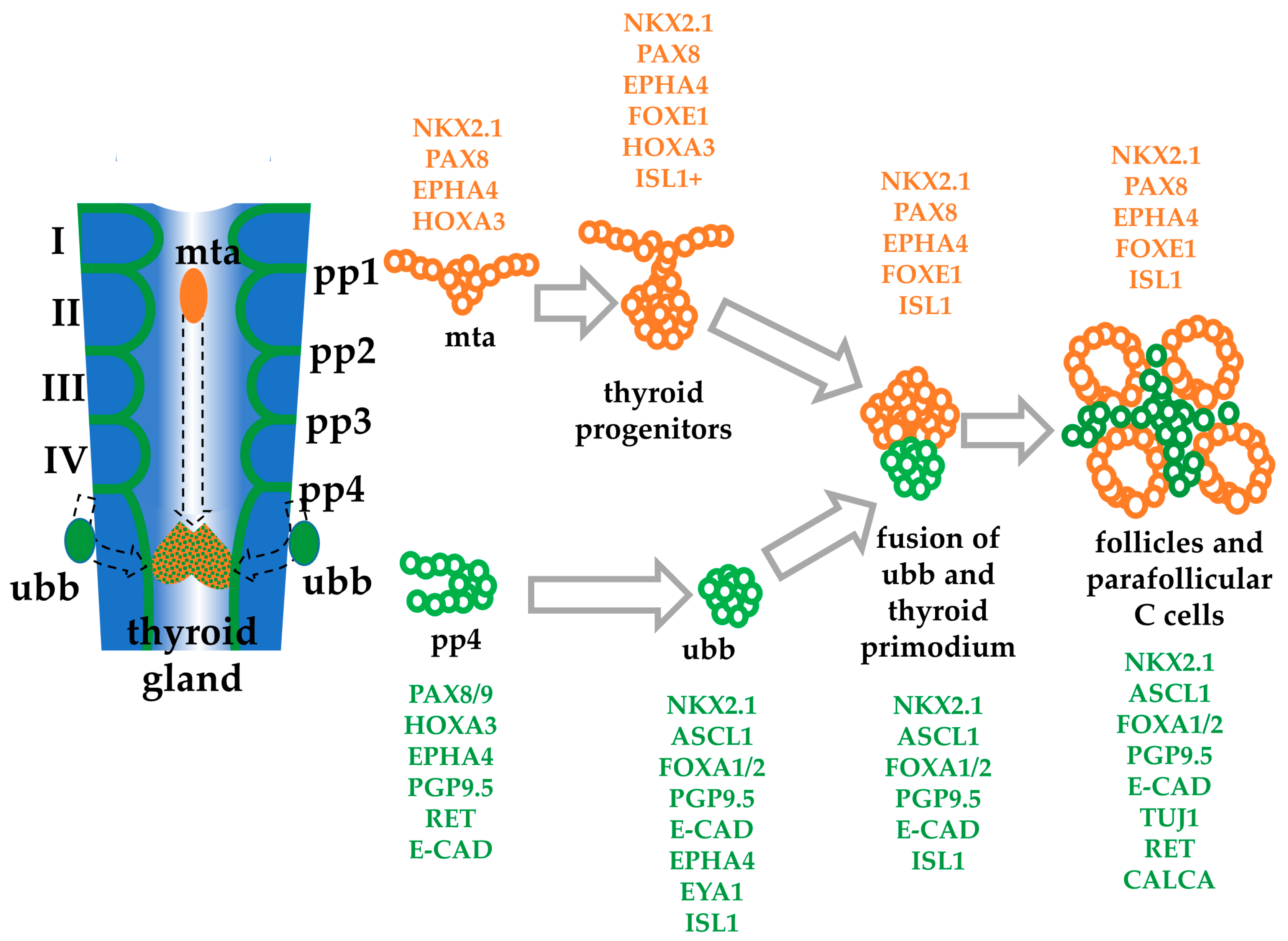 Cells 10 02897 g001 Cells 10 02897 g001