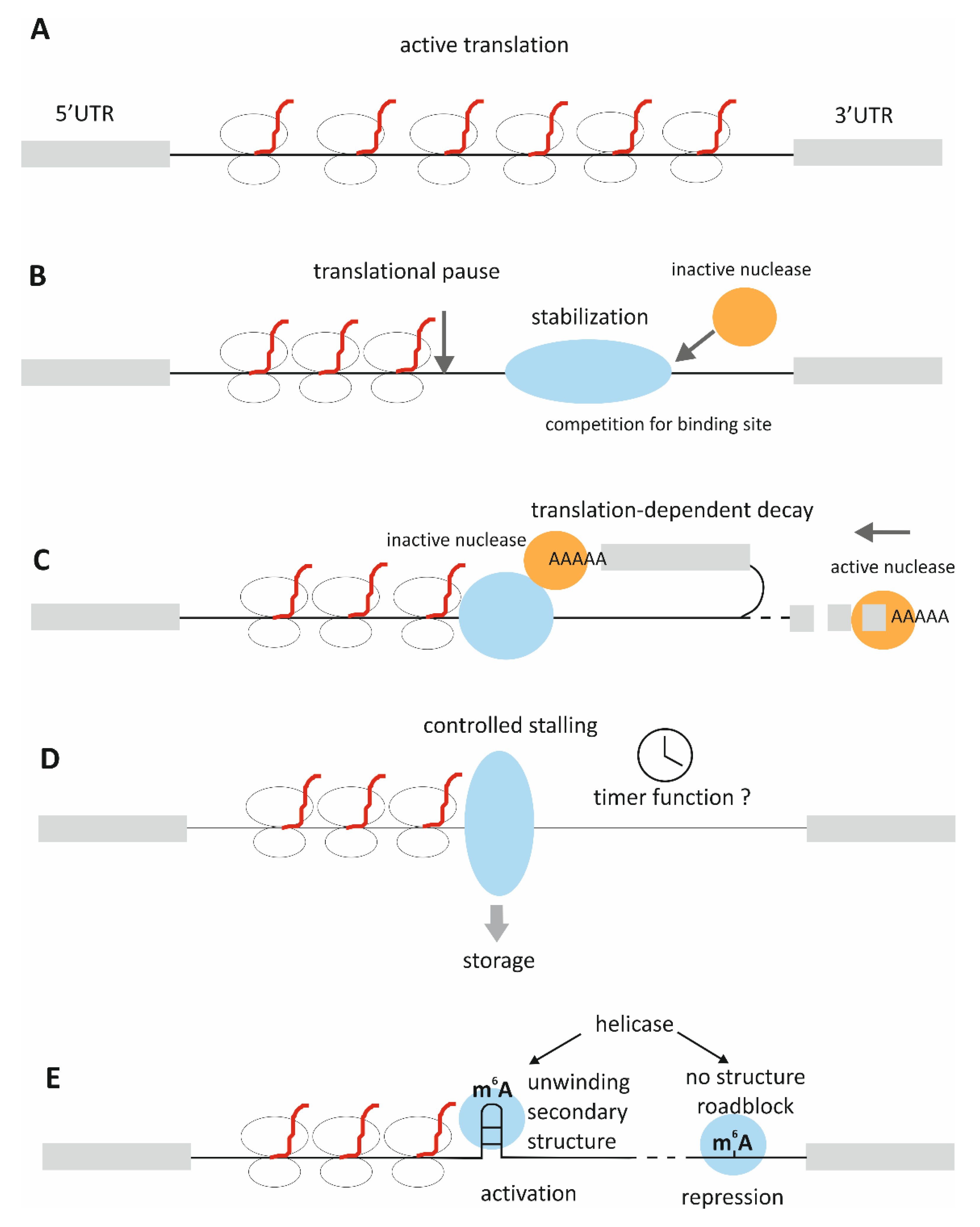 Cells 10 02910 g001 Cells 10 02910 g001