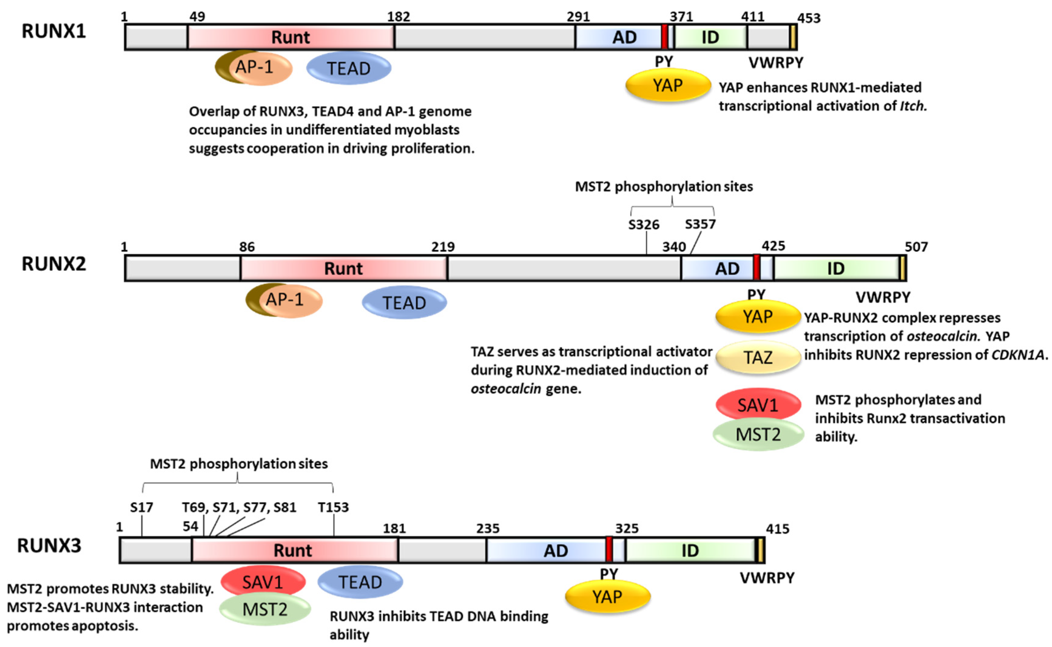 Cells 10 02925 g001 Cells 10 02925 g001