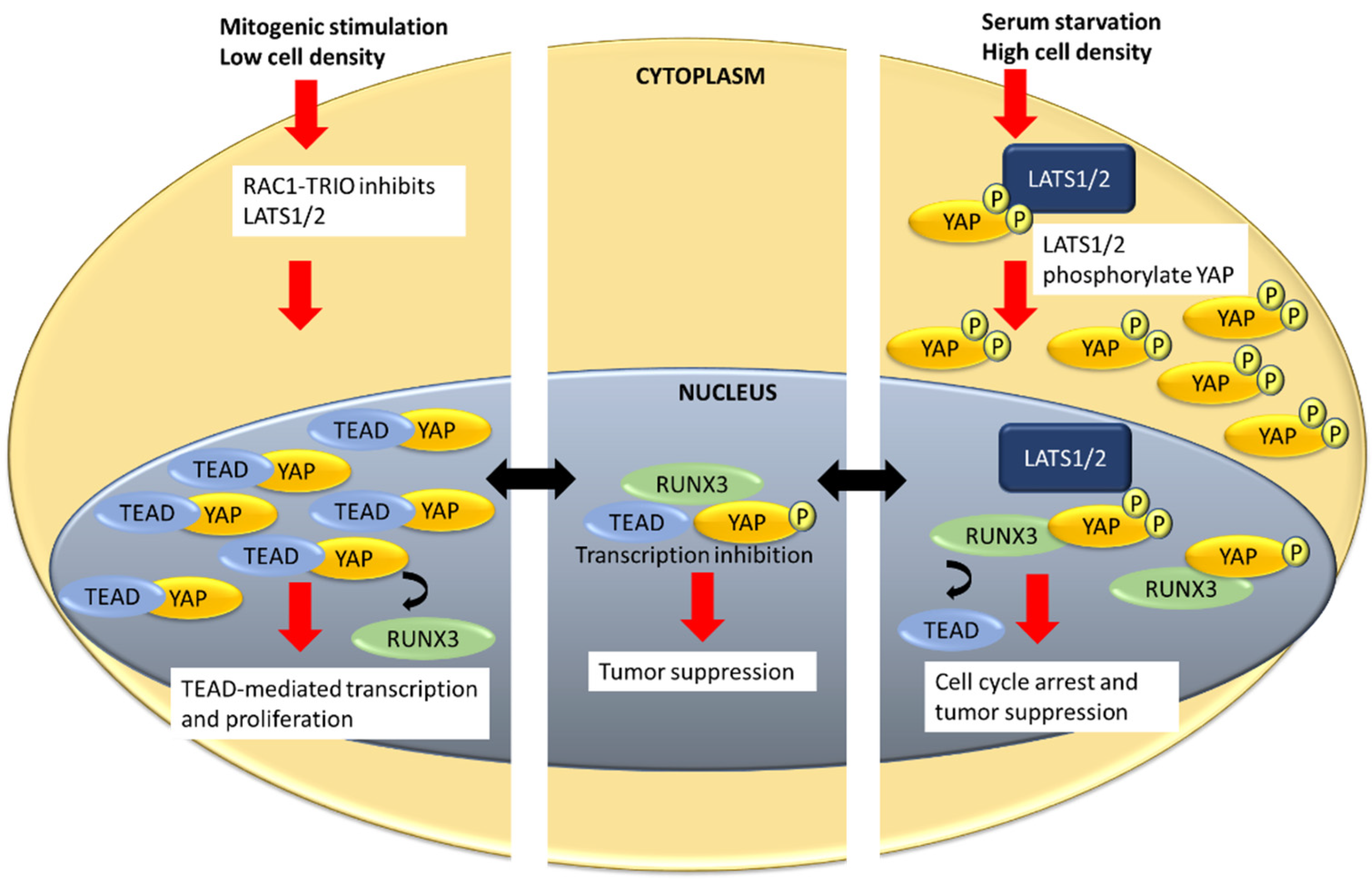 Cells 10 02925 g002 Cells 10 02925 g002