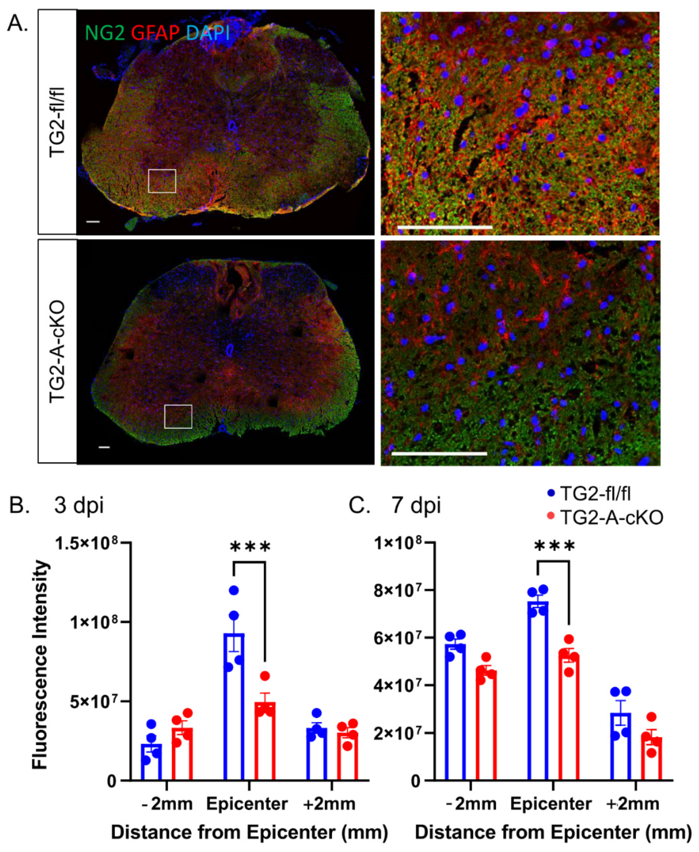 Cells 10 02942 g003 Cells 10 02942 g003