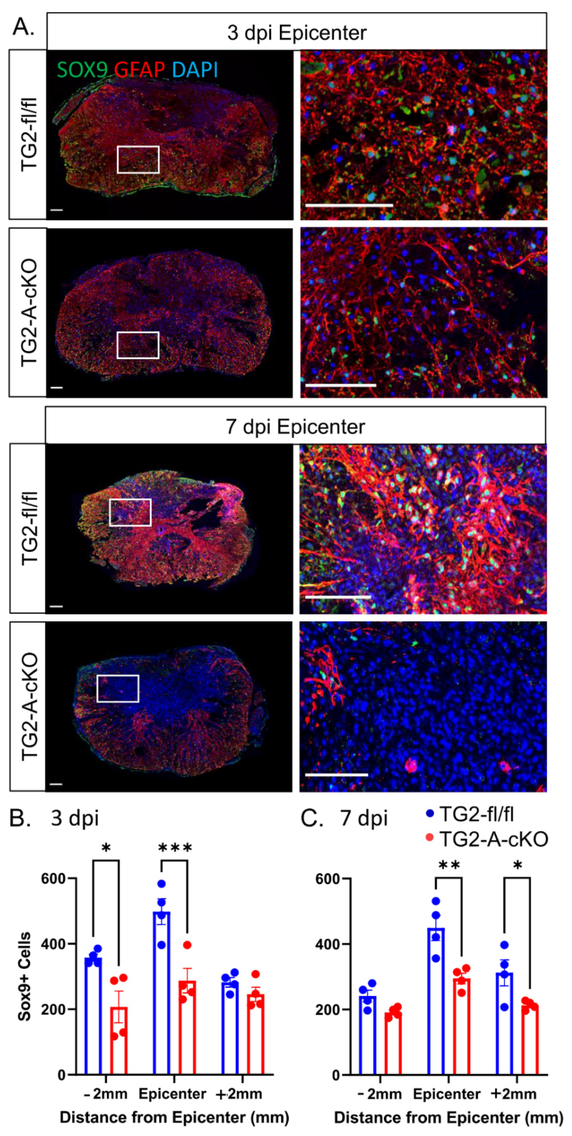 Cells 10 02942 g004 Cells 10 02942 g004