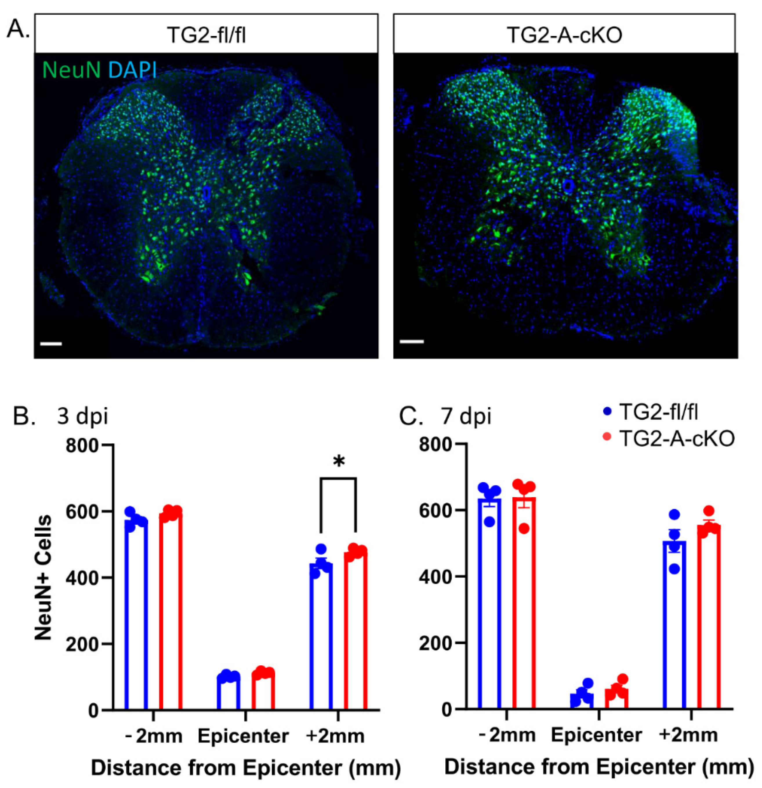 Cells 10 02942 g005 Cells 10 02942 g005