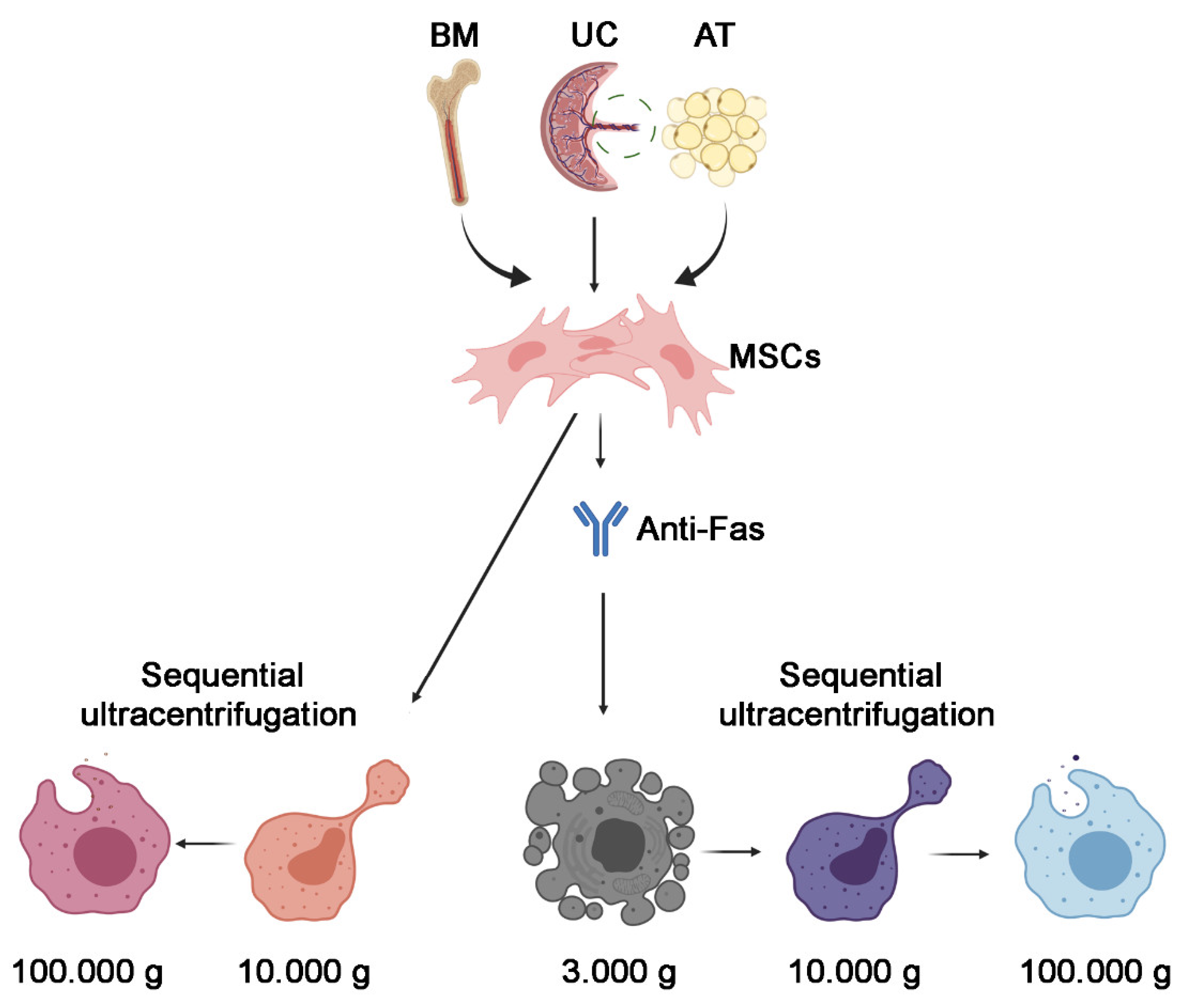 Cells 10 02948 g001 550