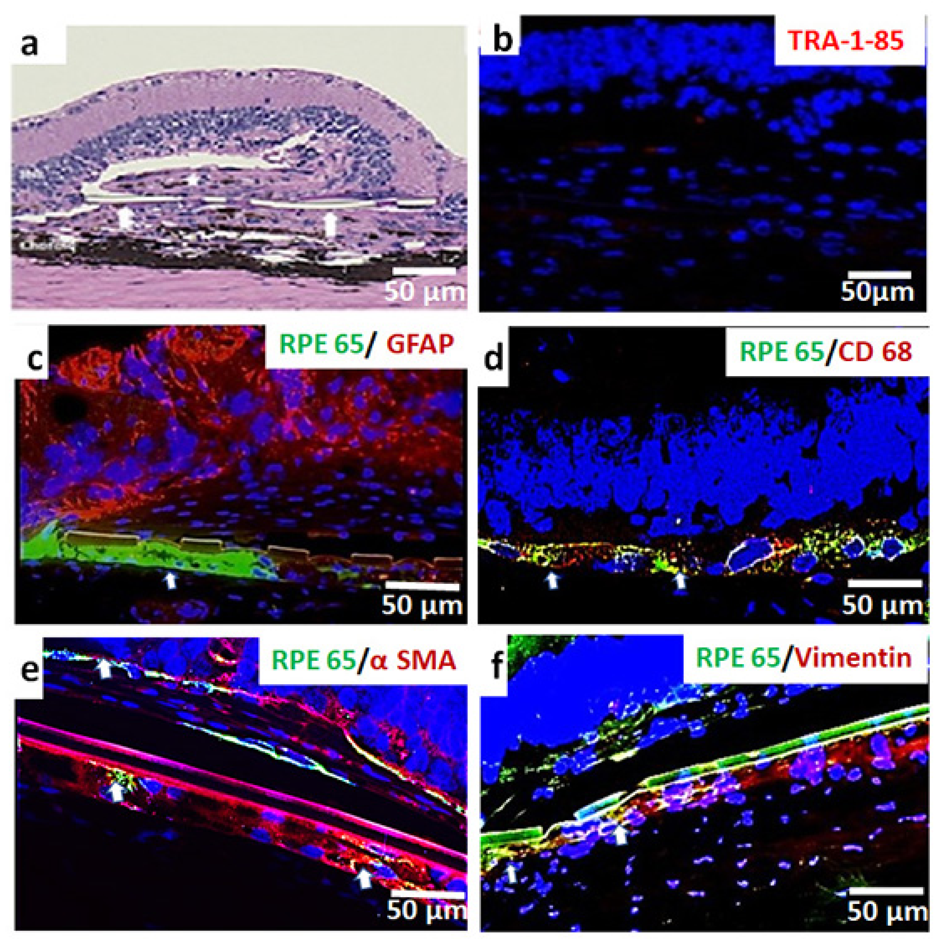 Cells 10 02951 g004 Cells 10 02951 g004
