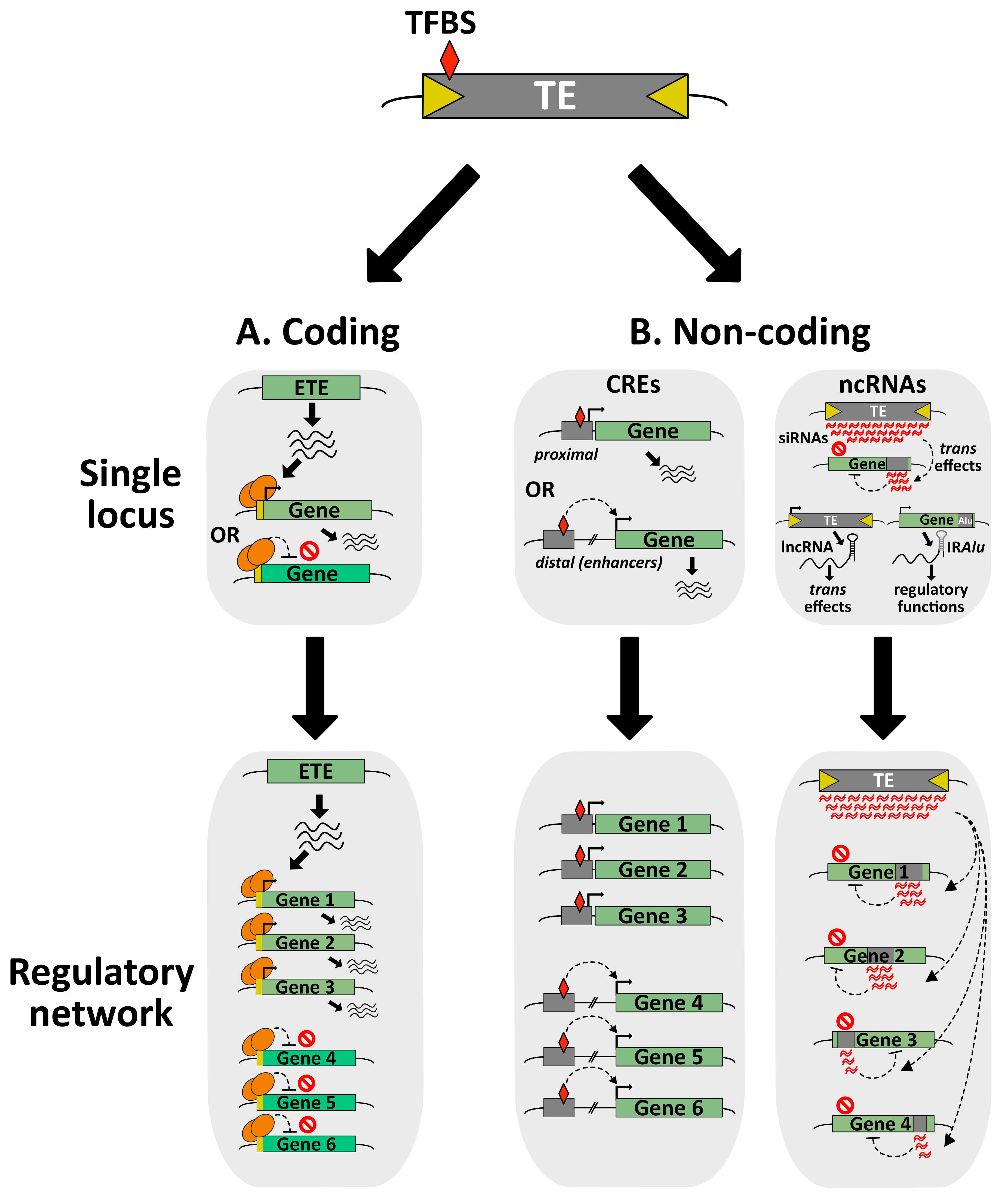Cells Free Full Text The Evolutionary Volte Face Of Transposable Elements From Harmful Jumping Genes To Major Drivers Of Genetic Innovation Html Cells Free Full Text The Evolutionary Volte Face Of Transposable Elements From Harmful Jumping Genes To Major Drivers Of Genetic Innovation Html