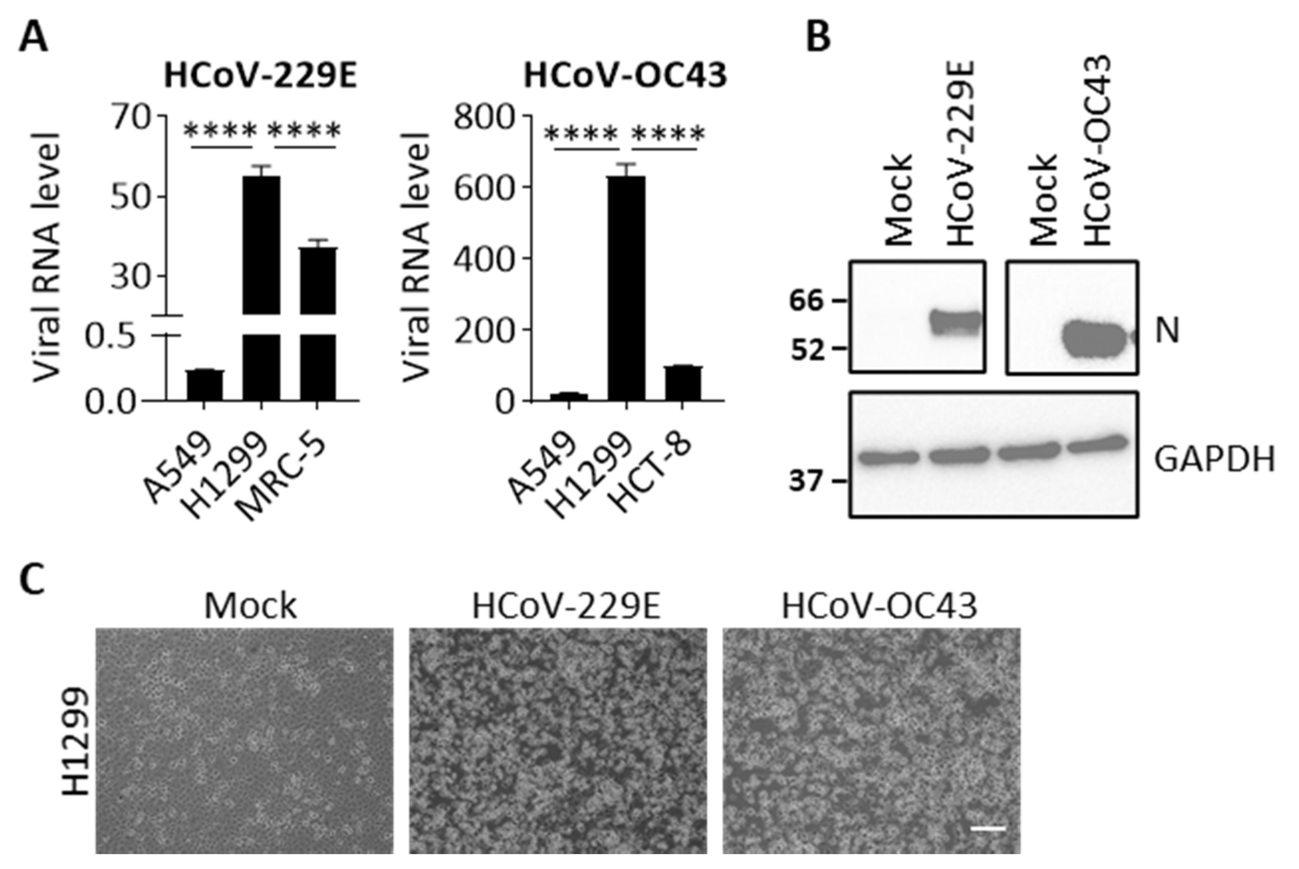 Impacts of p97 on Proteome Changes in Human Cells during 