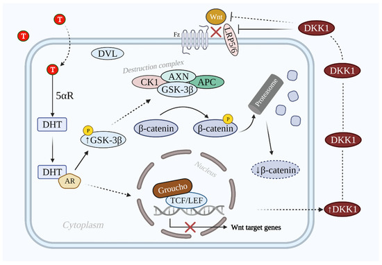 ghk cu wnt  catenin pathway hair growth activates Wnt/-Catenin Signaling Targeting Androgenetic Alopecia: How Far Can We Go Beyond Minoxidil and Finasteride? Helps shield hair follicles from damage associated with hair Frontiers | Water extract of