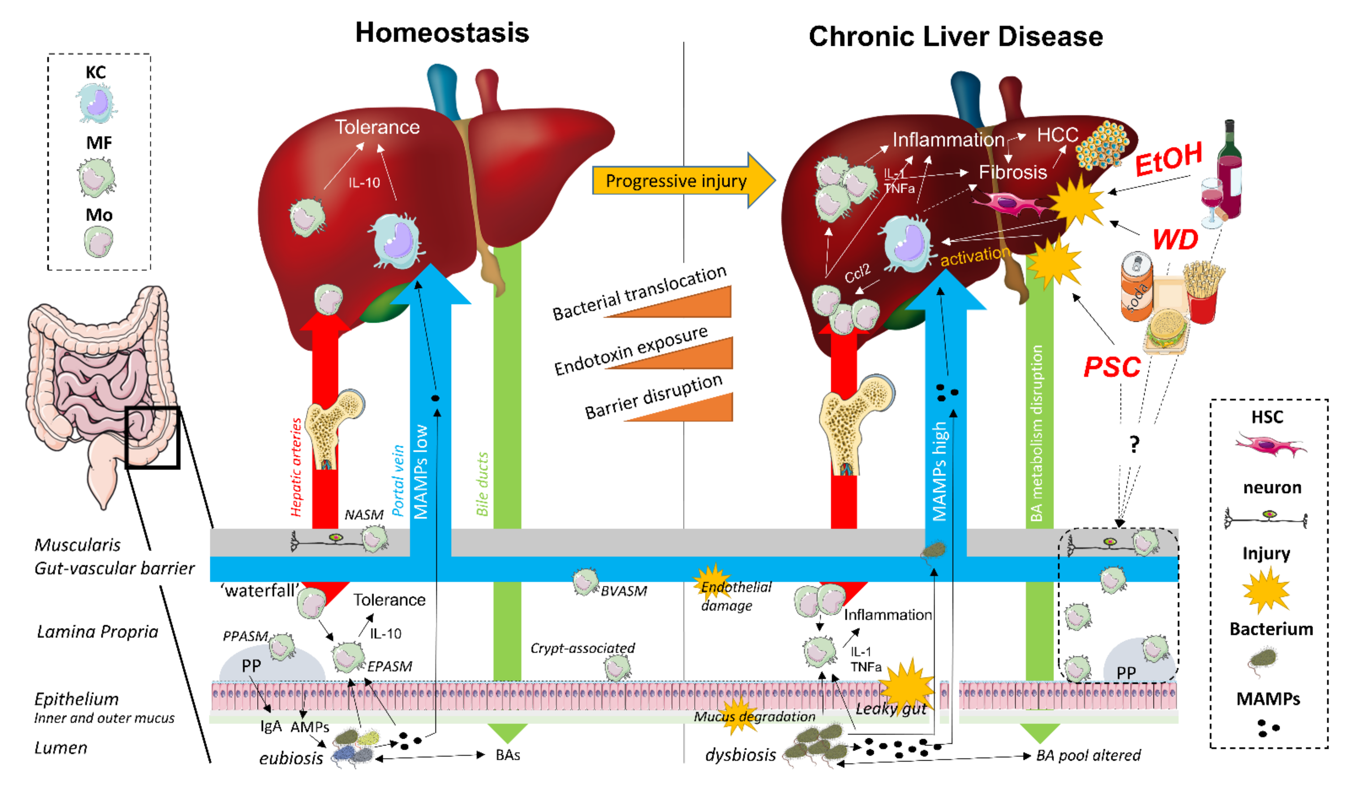 Cells | Free Full-Text | The Gut–Liver Axis in Chronic Liver 