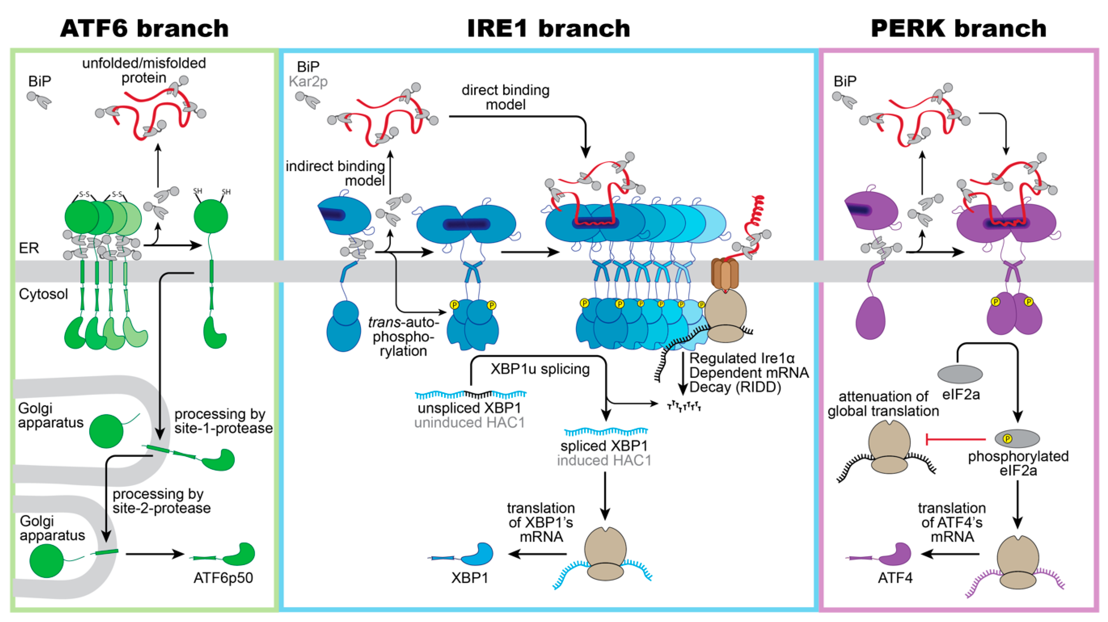 Cells 10 02965 g001 550