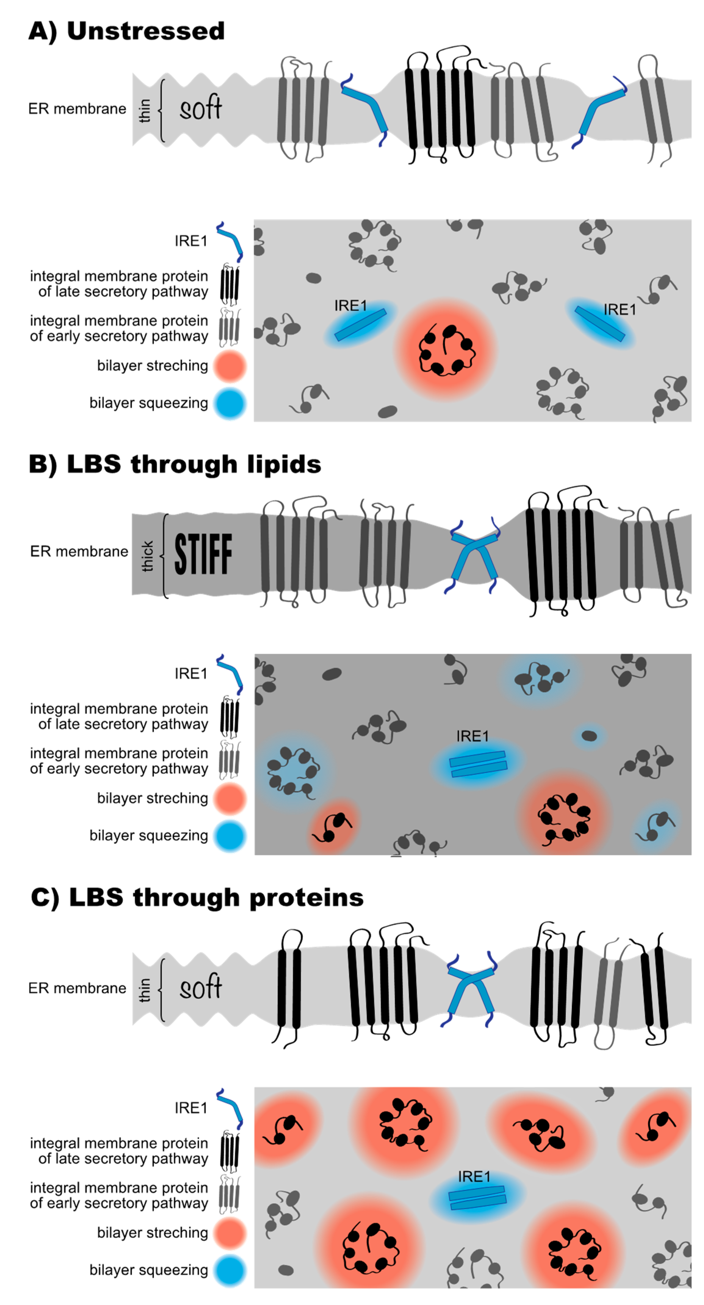 Cells 10 02965 g004 550