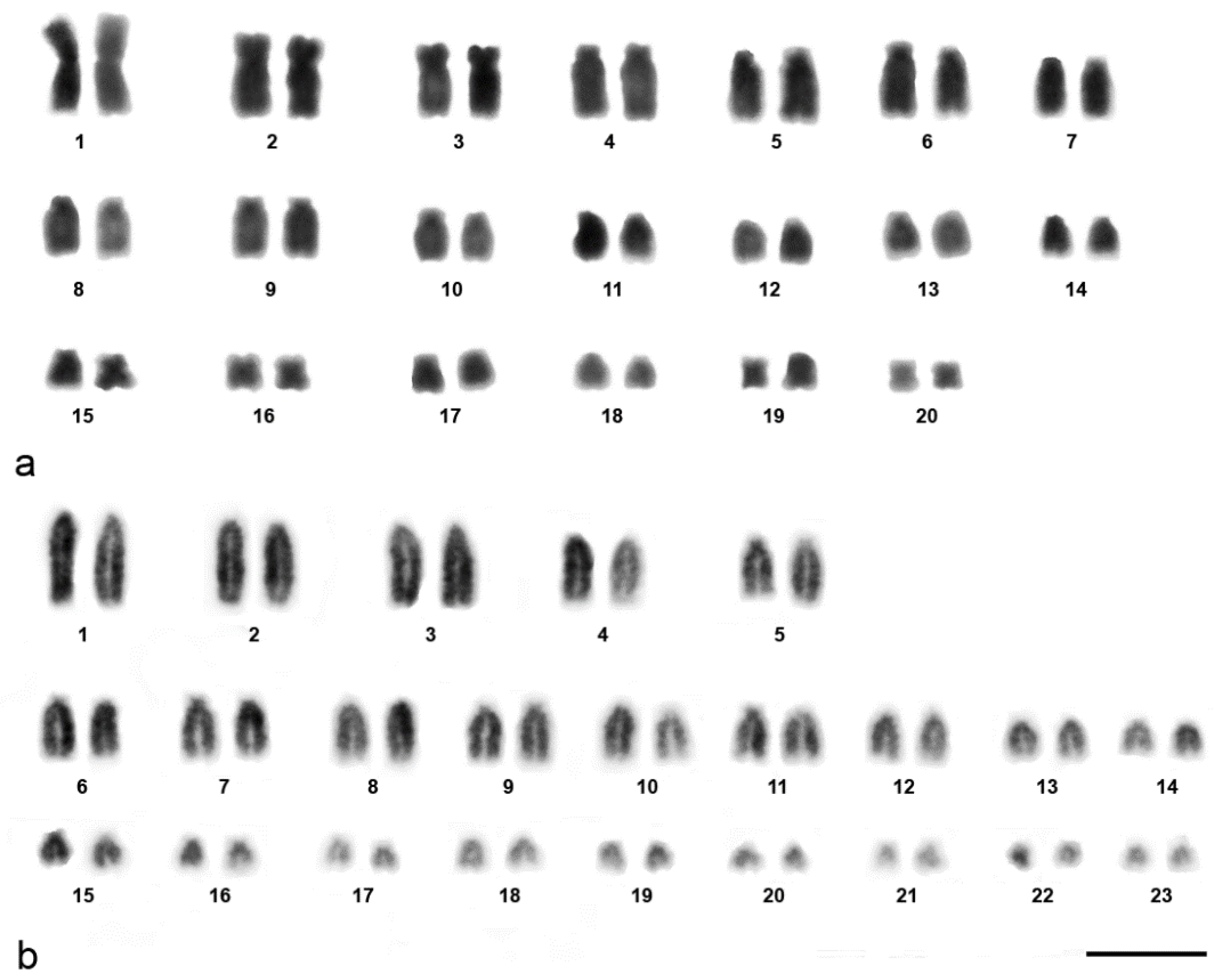Cells 10 02969 g001 Cells 10 02969 g001