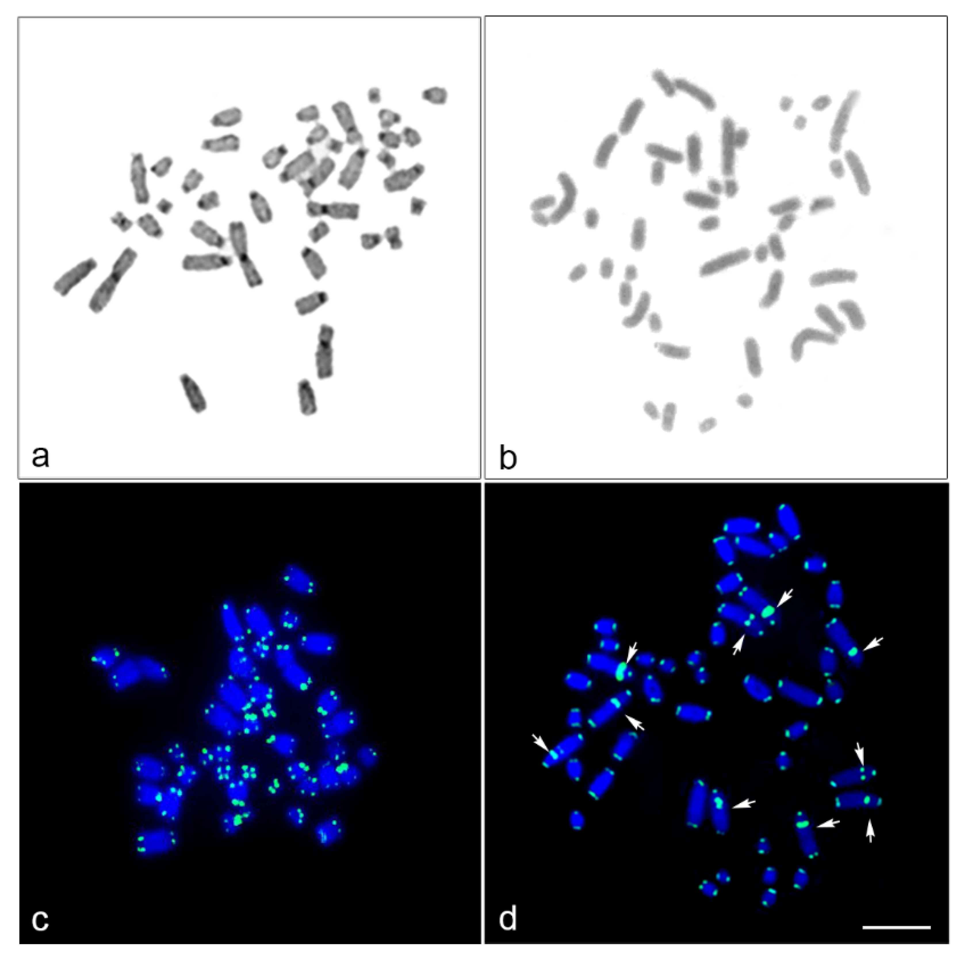 Cells 10 02969 g002 Cells 10 02969 g002