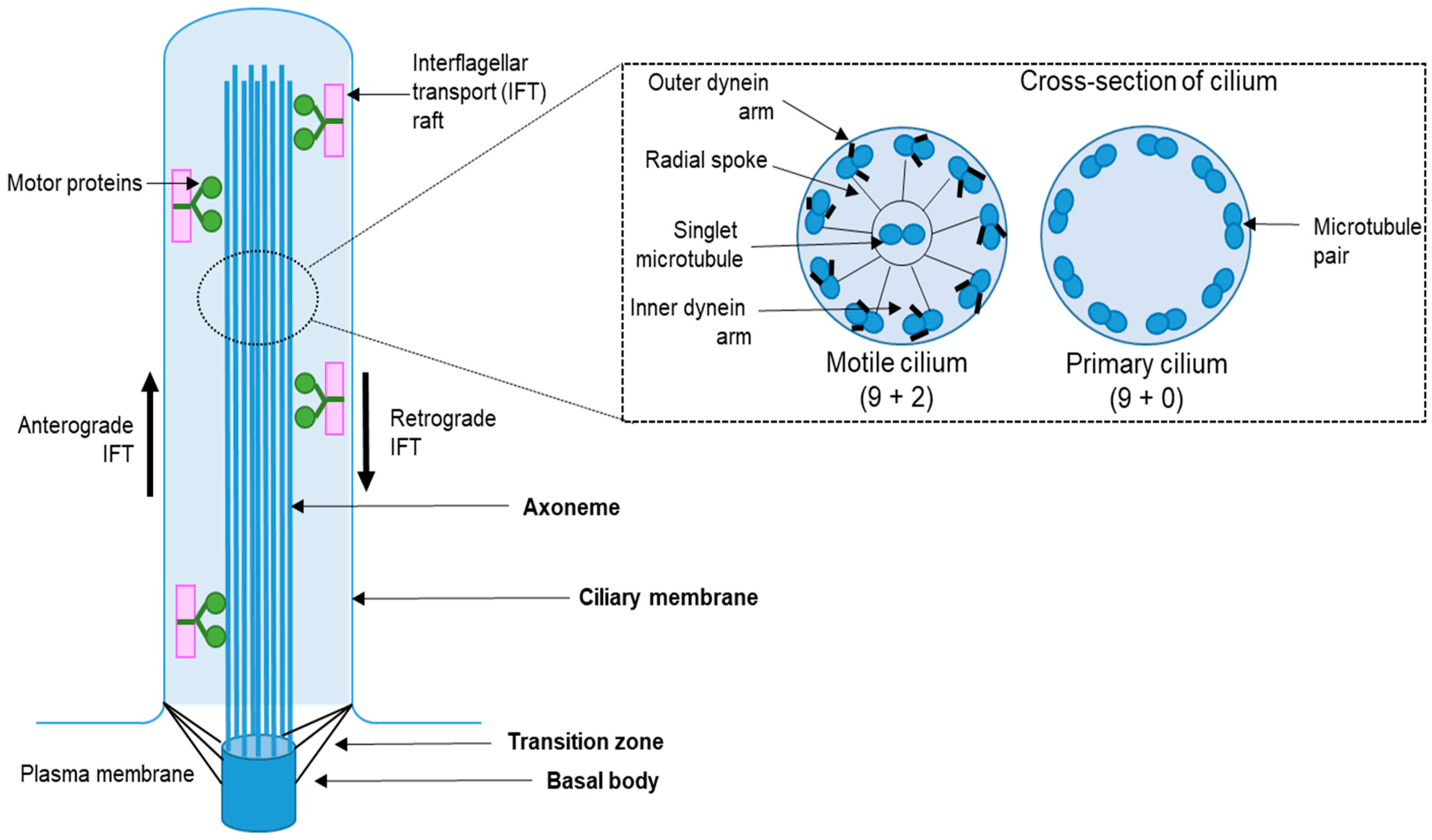 Cells | Free Full-Text | Insights into the Regulation of Ciliary Disassembly