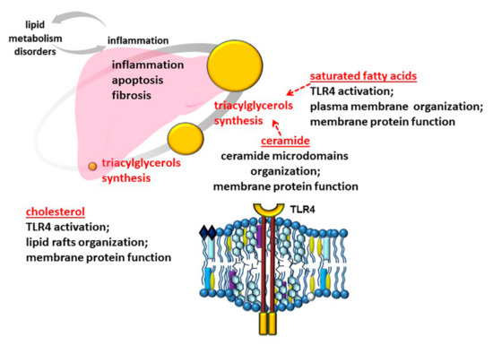 Lipid Metabolism Disorders in the Comorbid Course of Nonalcoholic Fatty ...