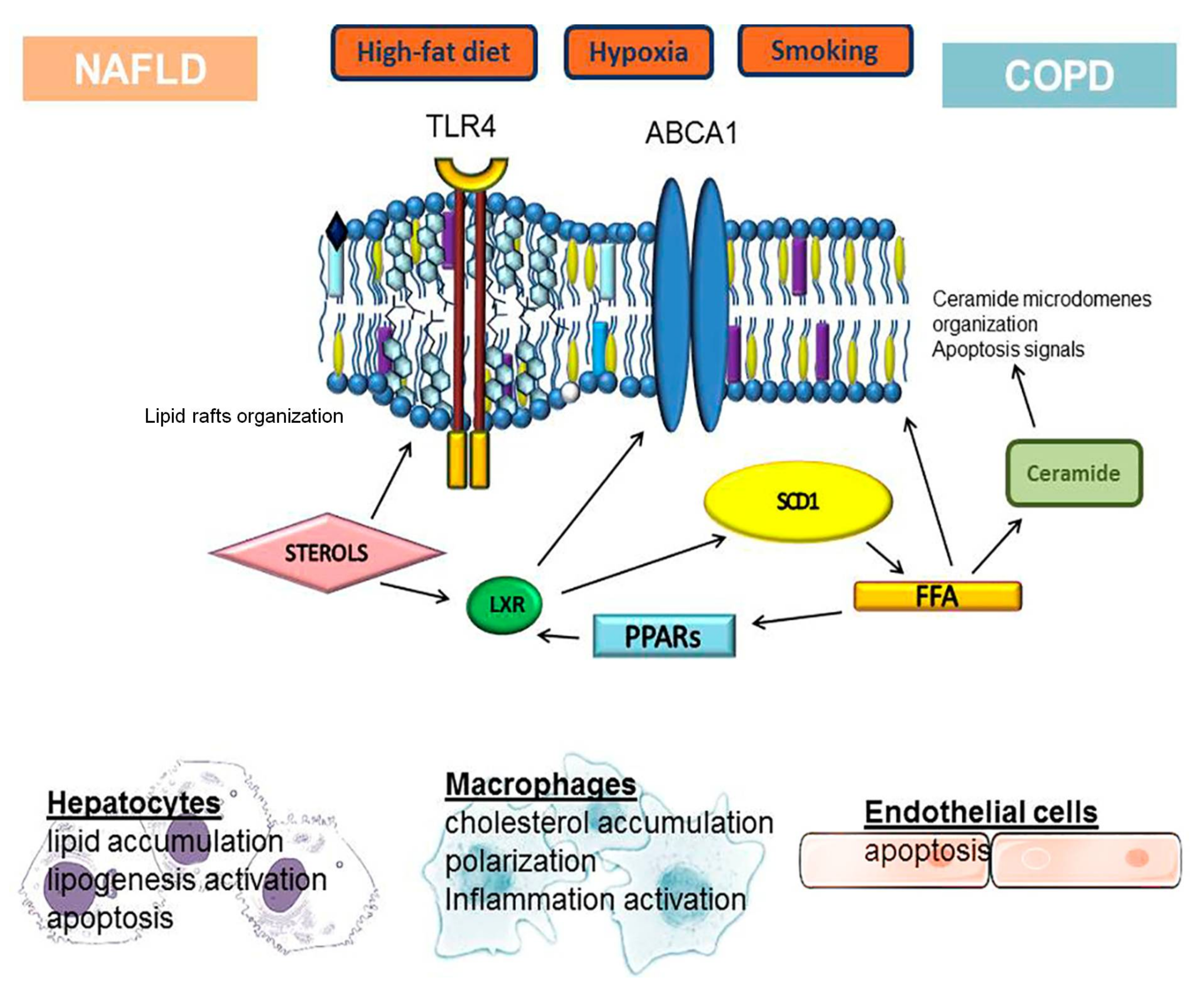 Cells 10 02978 g003 Cells 10 02978 g003
