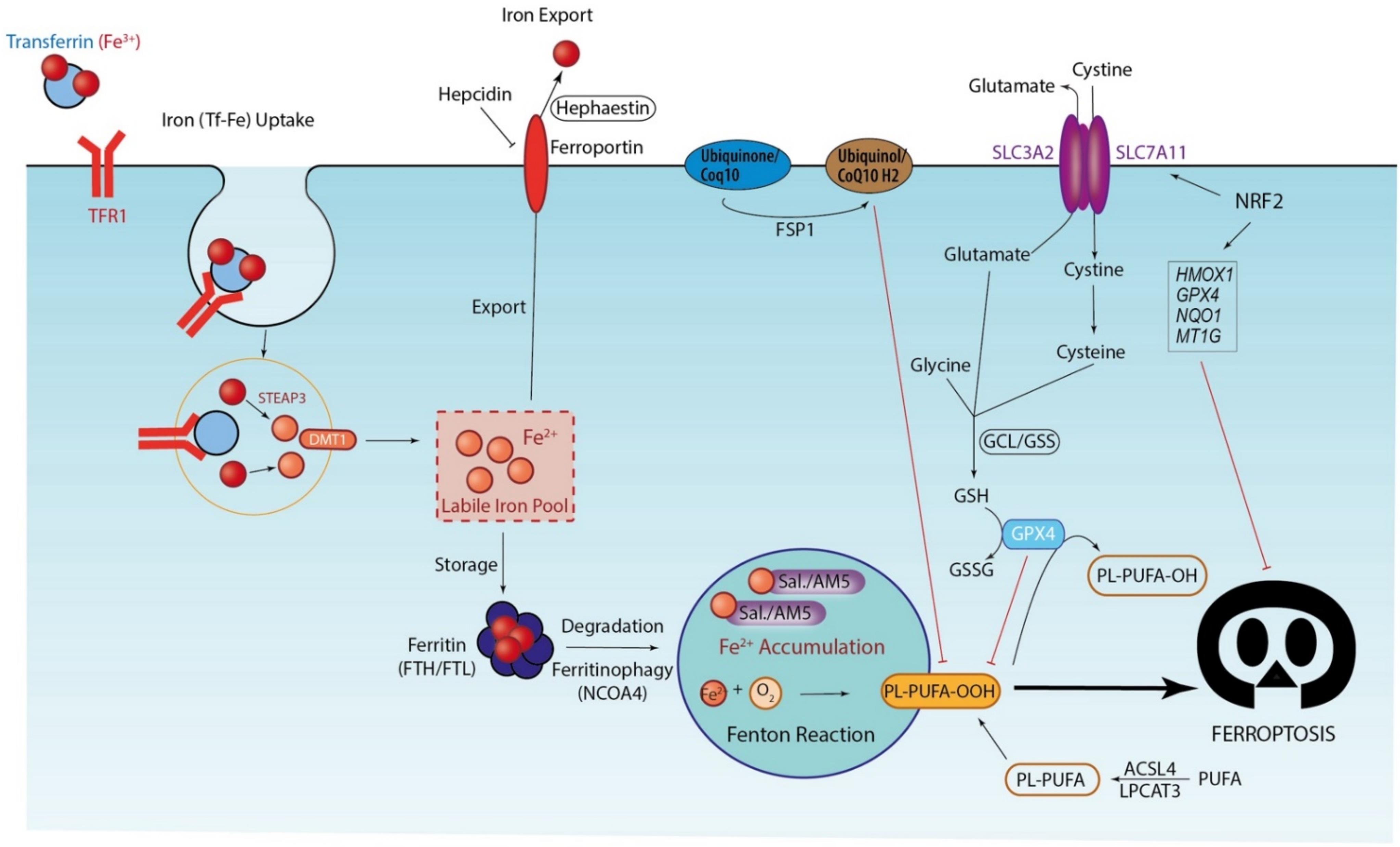 Cells 10 02981 g002 Cells 10 02981 g002