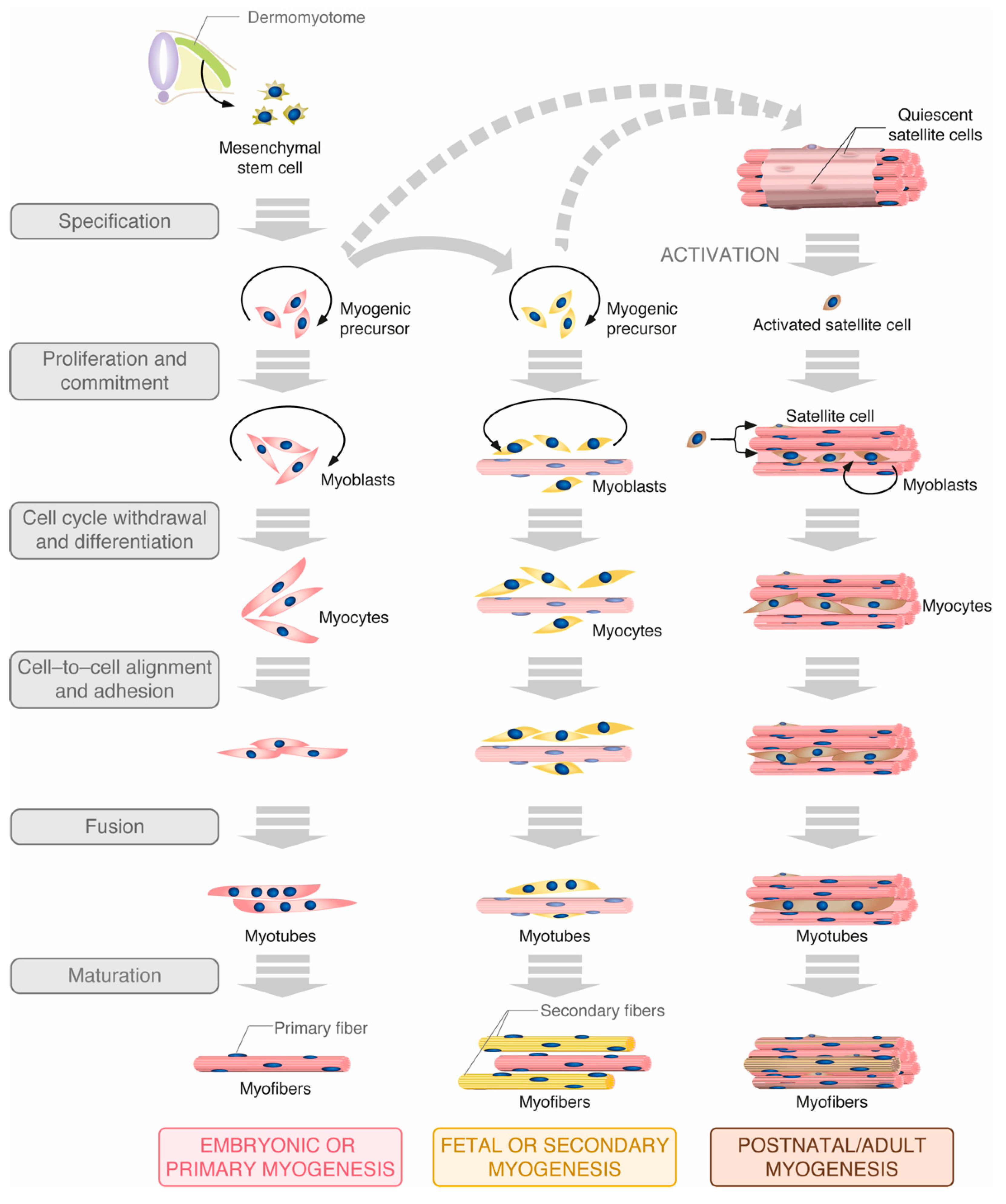 Cells 10 02984 g001 Cells 10 02984 g001
