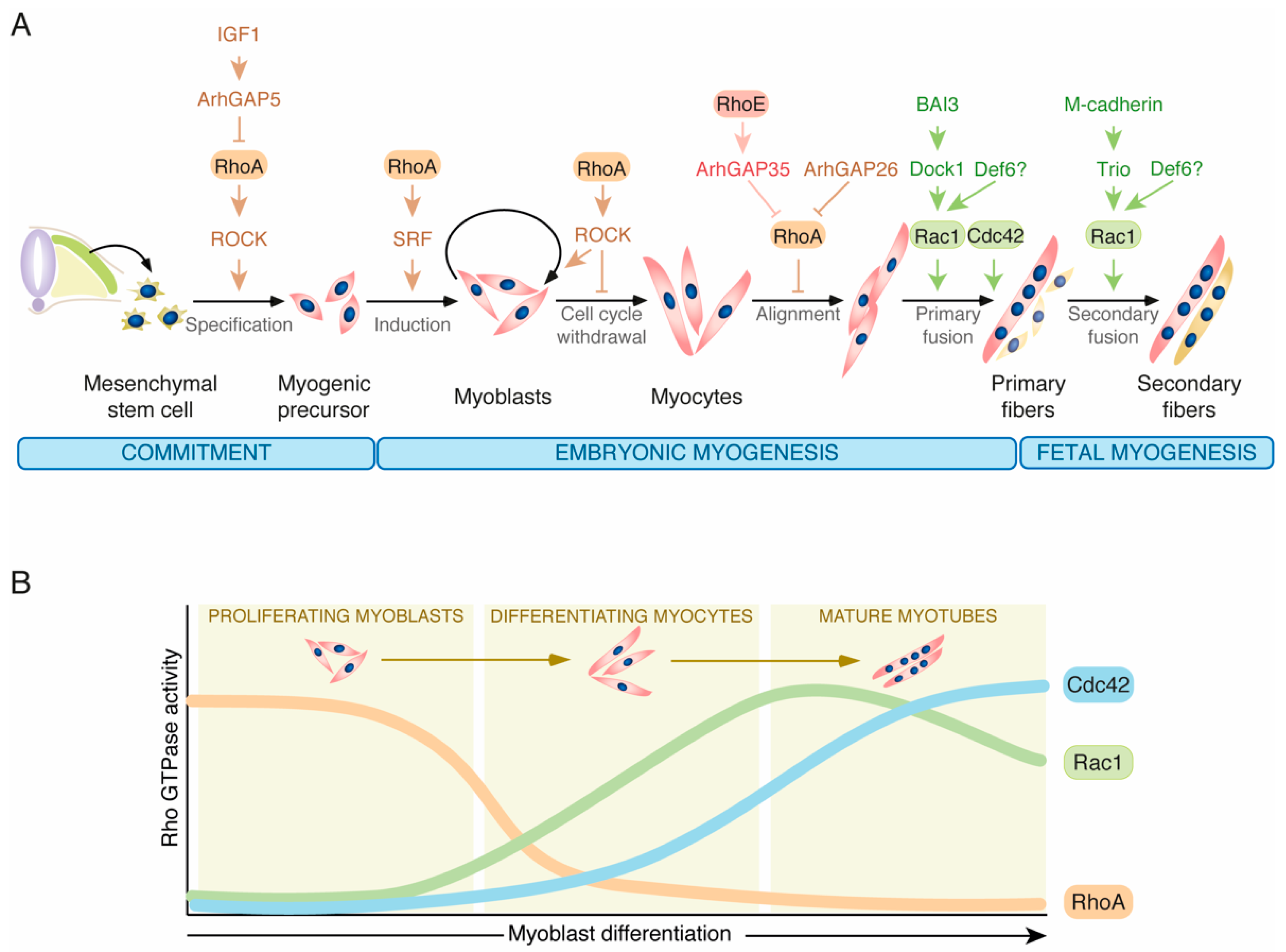 Cells 10 02984 g003 Cells 10 02984 g003