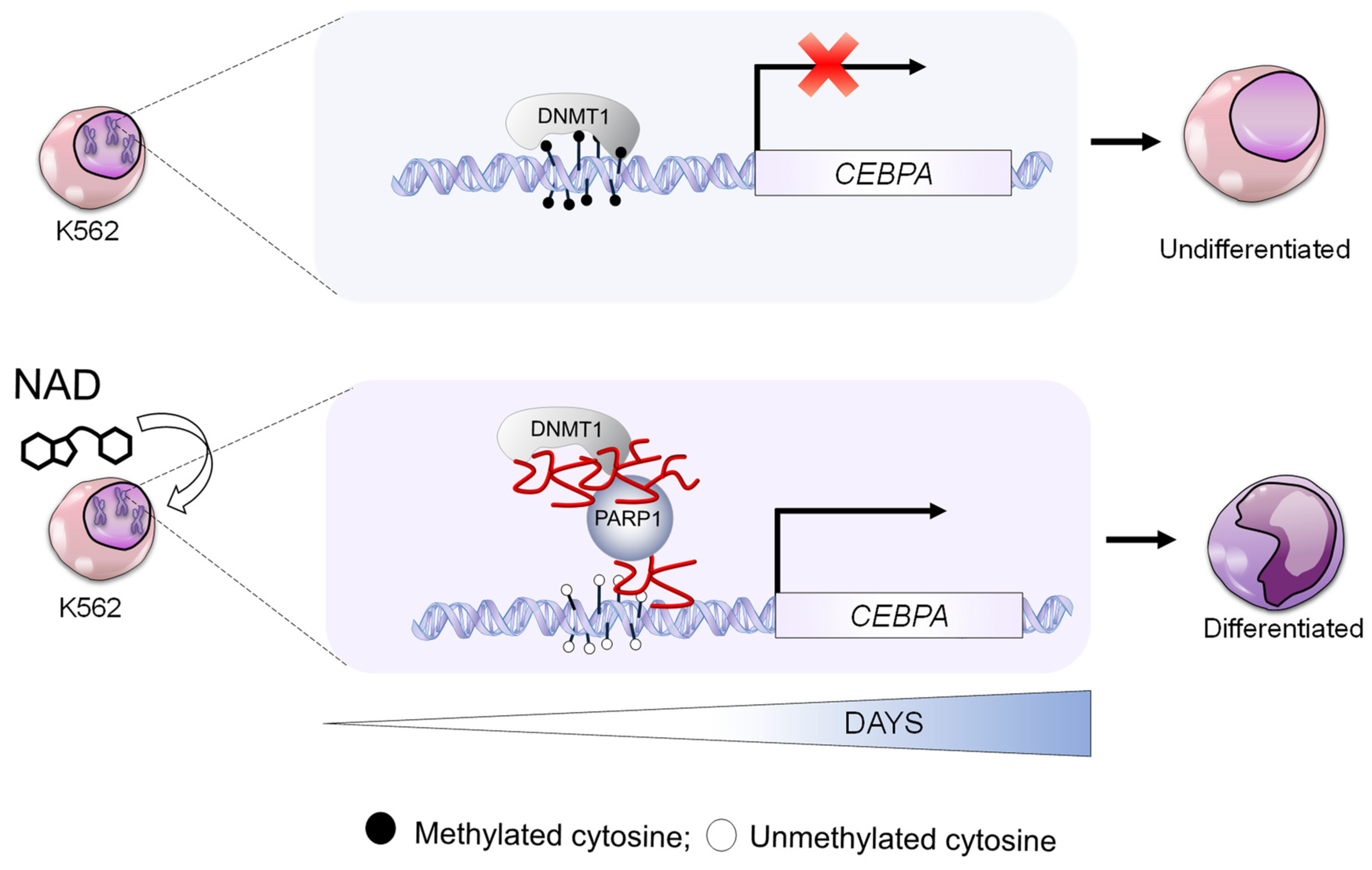 Cells 10 02986 g006 Cells 10 02986 g006