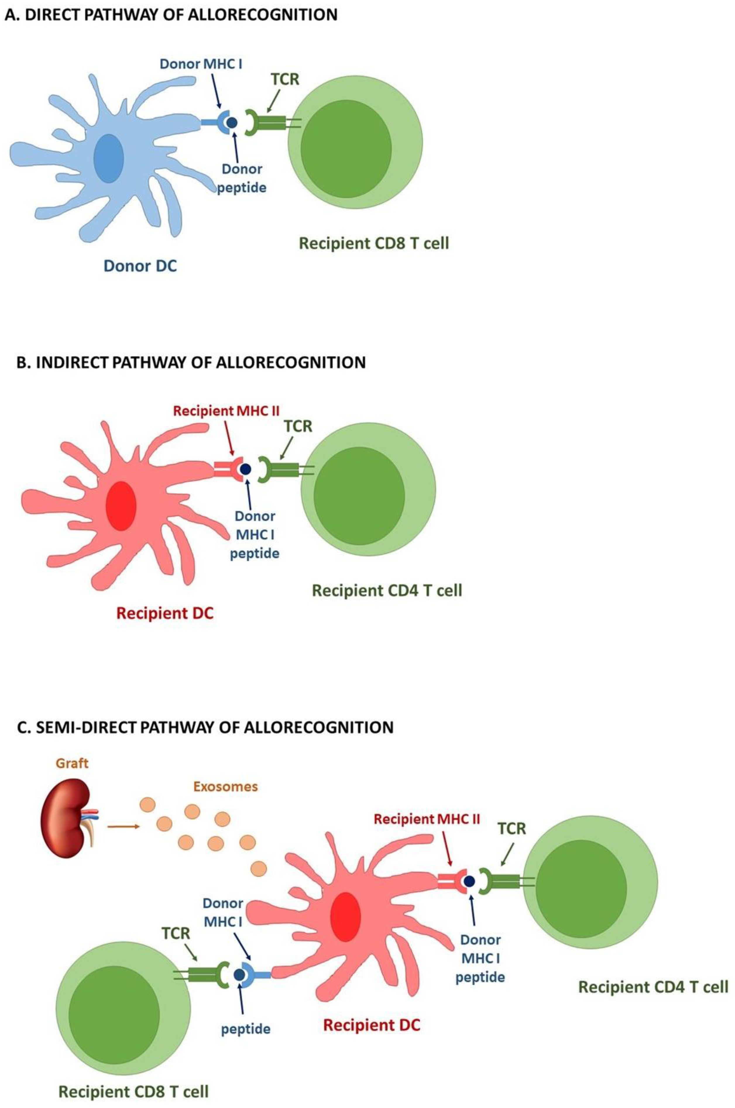 cells free full text small extracellular vesicles in transplant rejection html