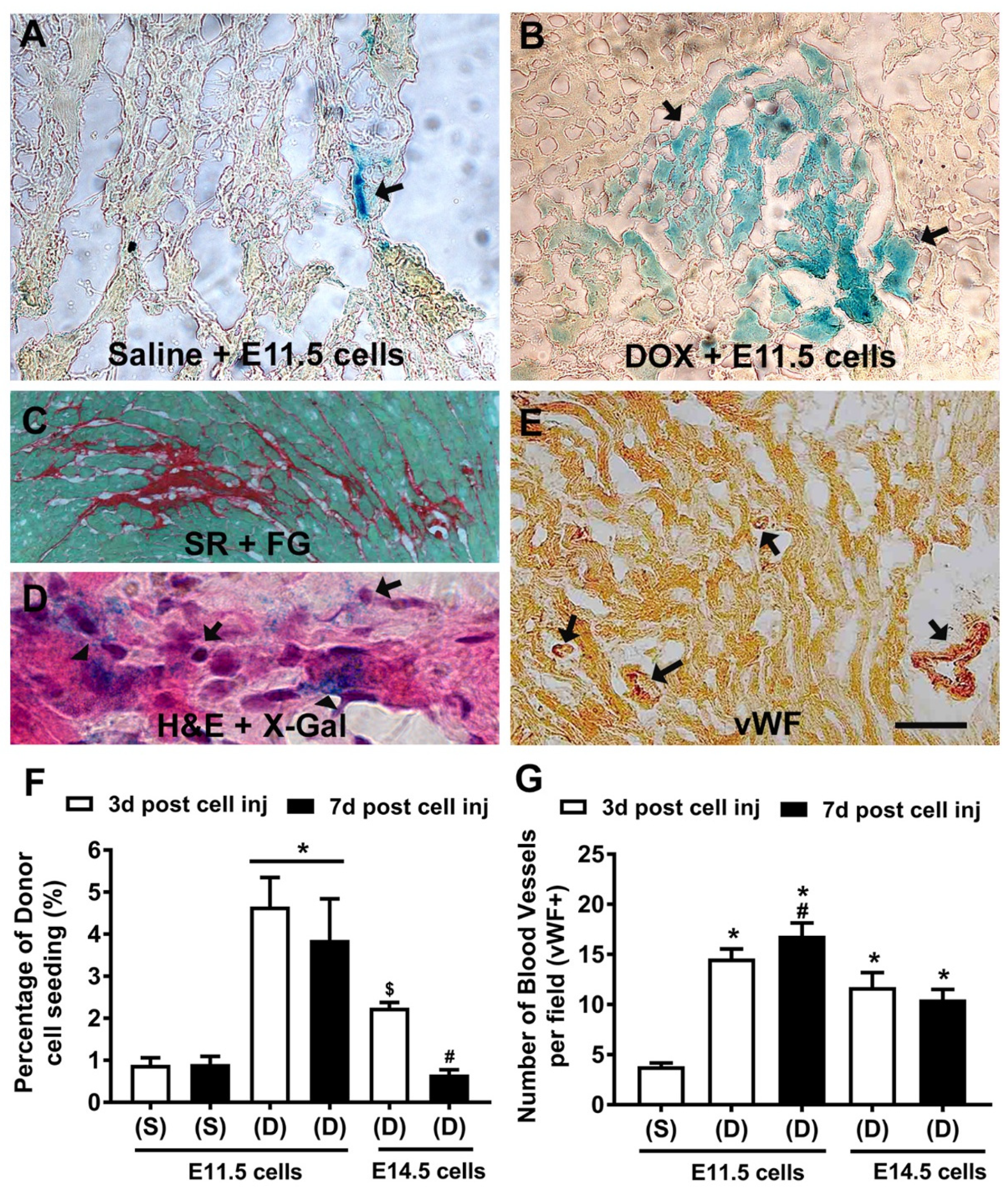 Cells 10 02998 g001 550