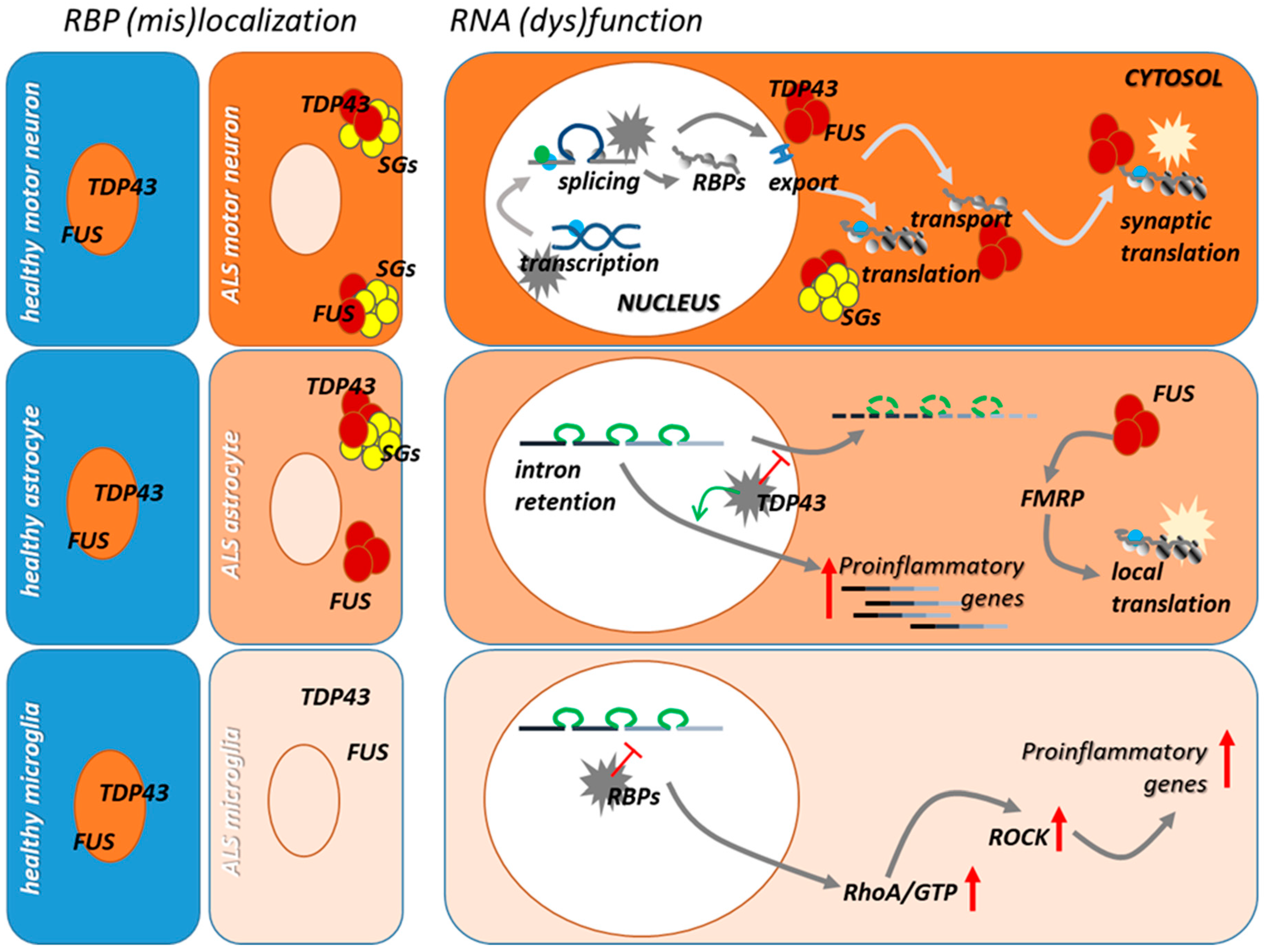 Cells 10 03005 g002 Cells 10 03005 g002