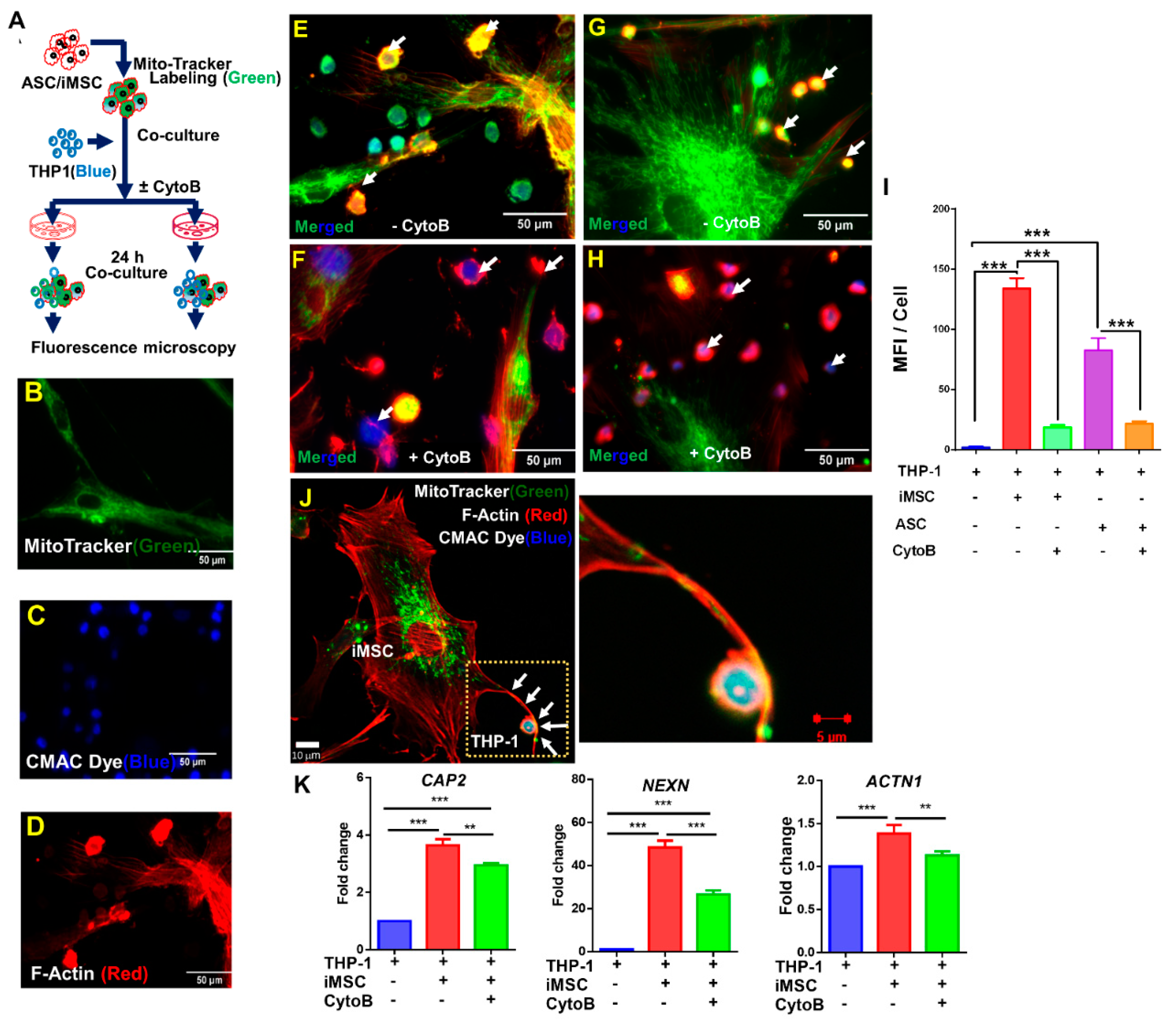Cells 10 03006 g003 550