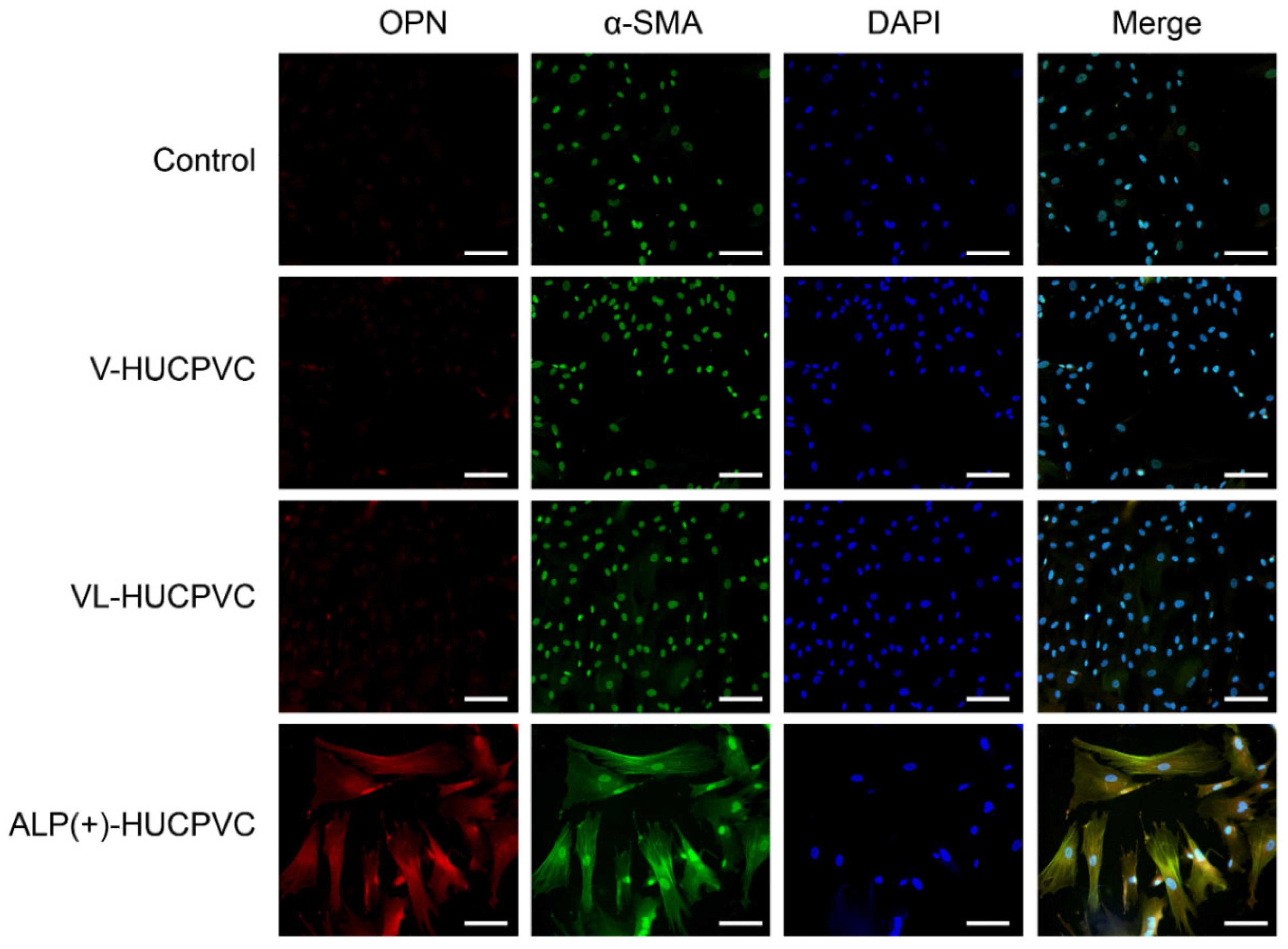 Cells 10 03011 g007 550