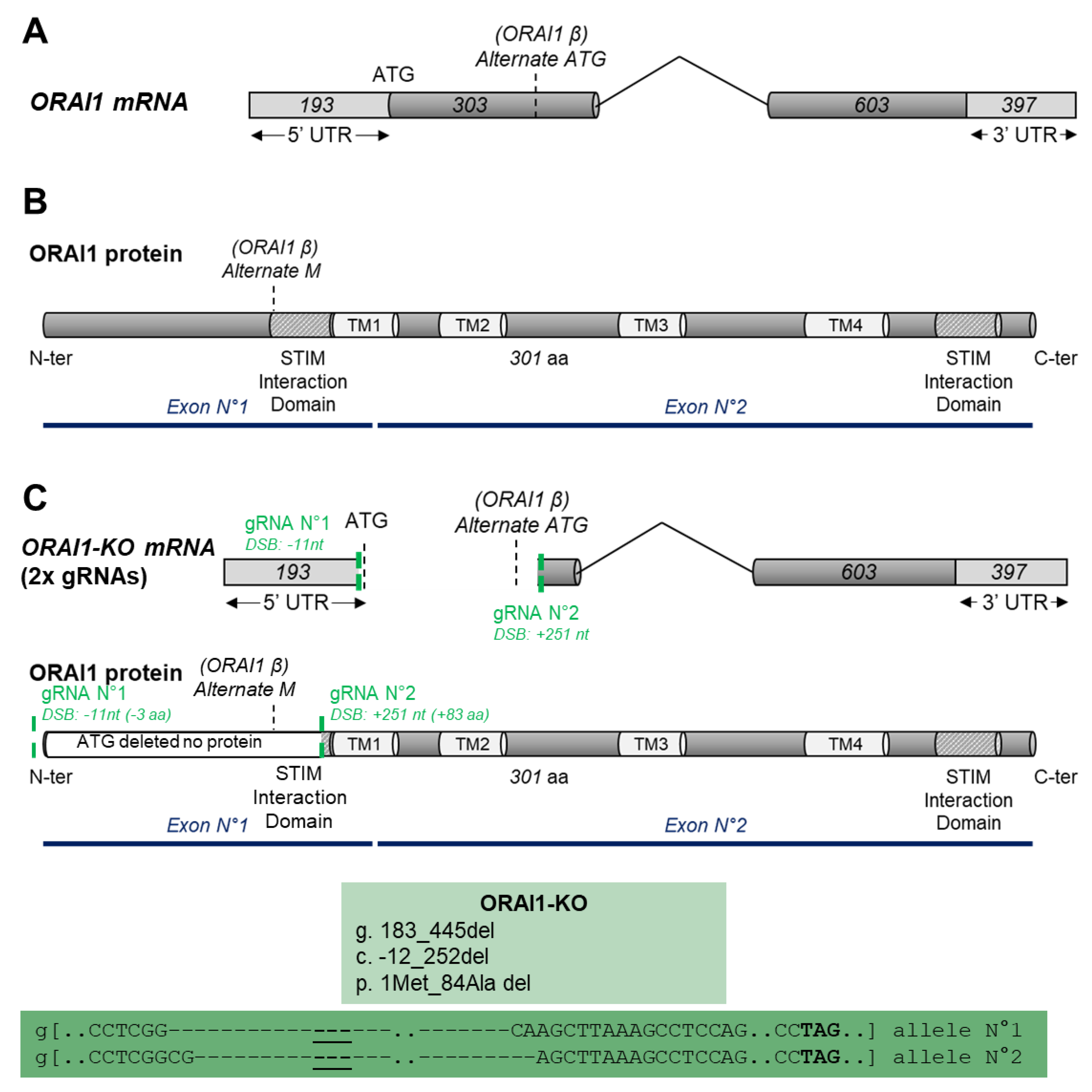 Cells 10 03016 g001 550