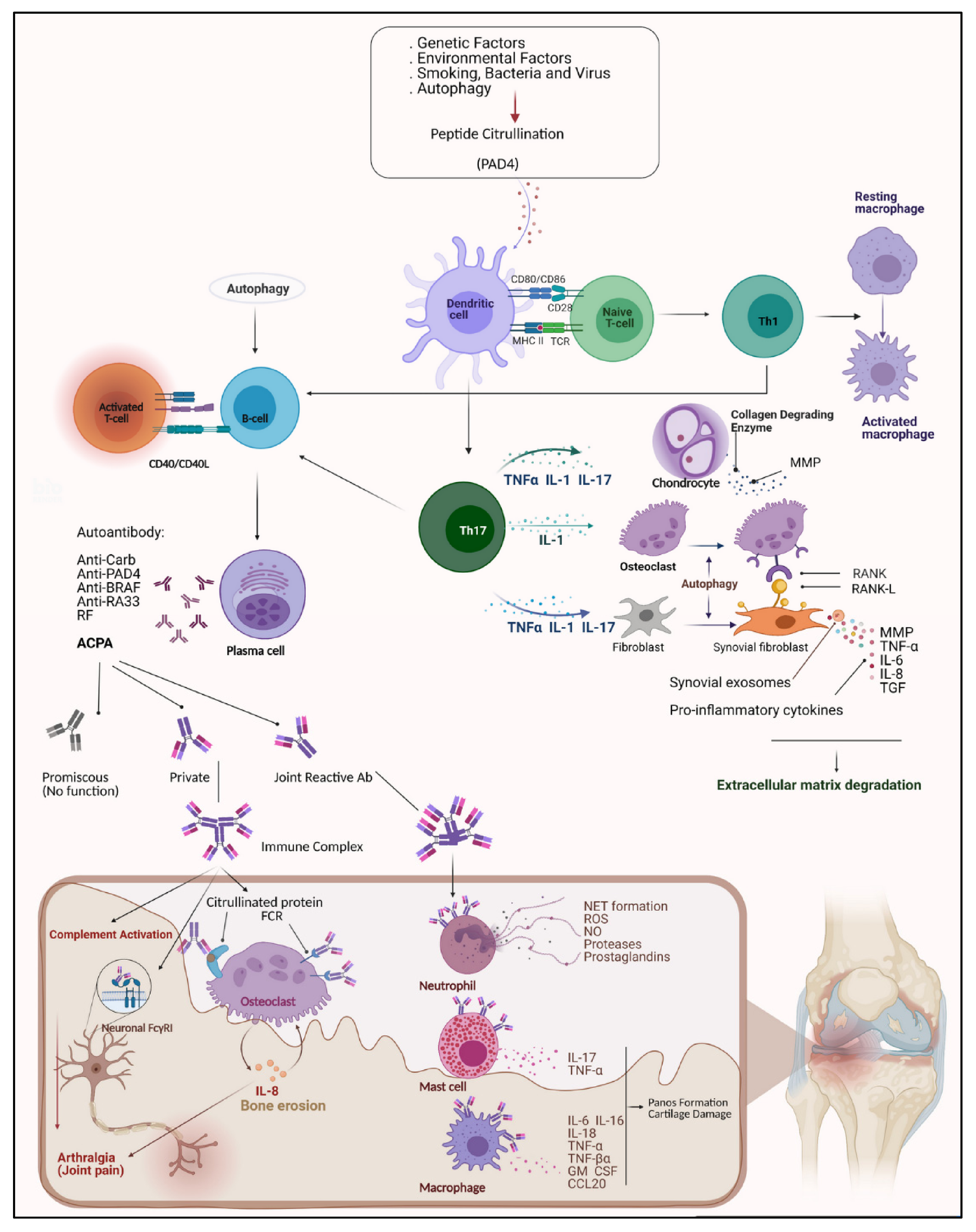 Pathophysiology Of Rheumatoid Arthritis Diagram