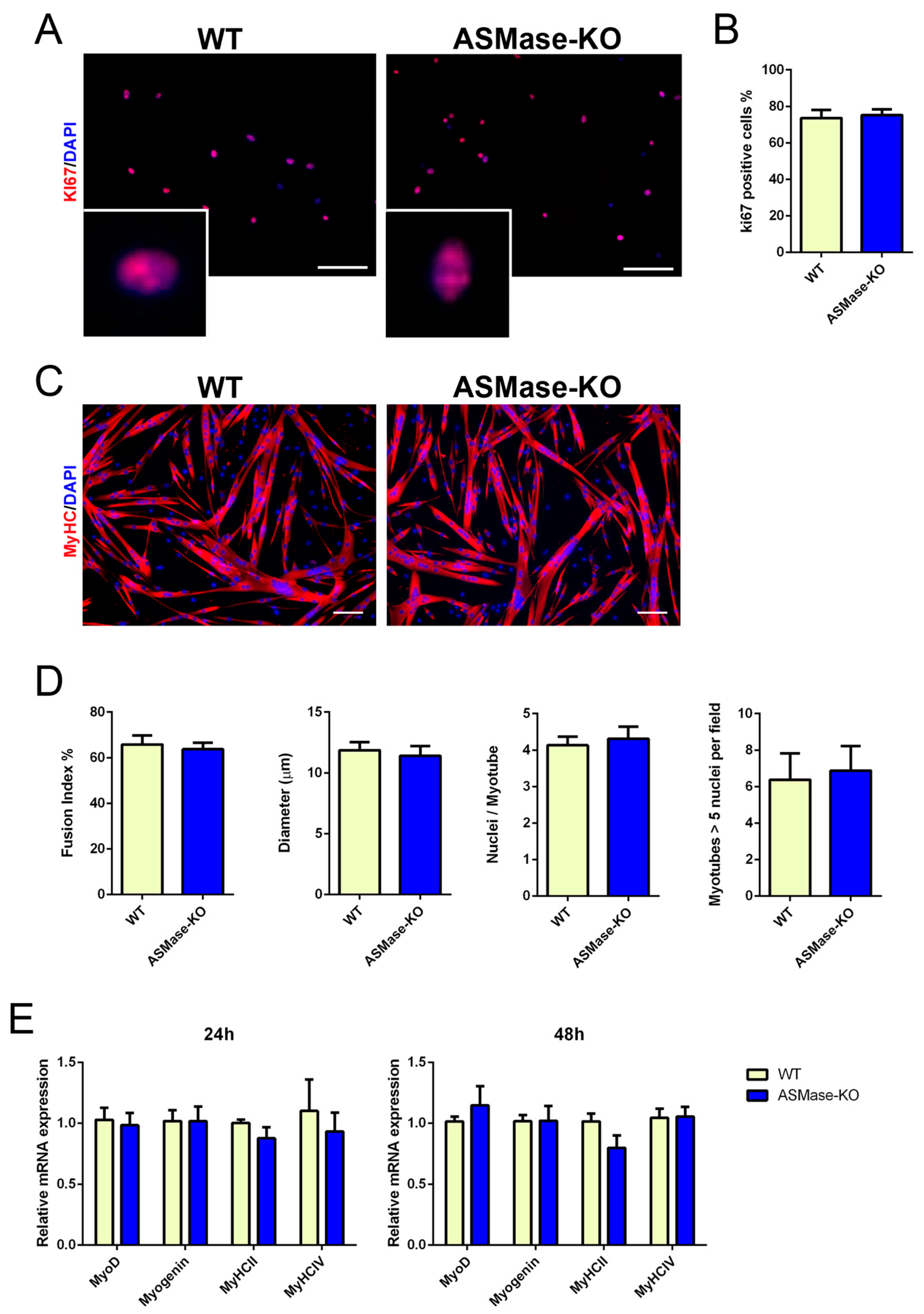 Cells 10 03028 g002 Cells 10 03028 g002