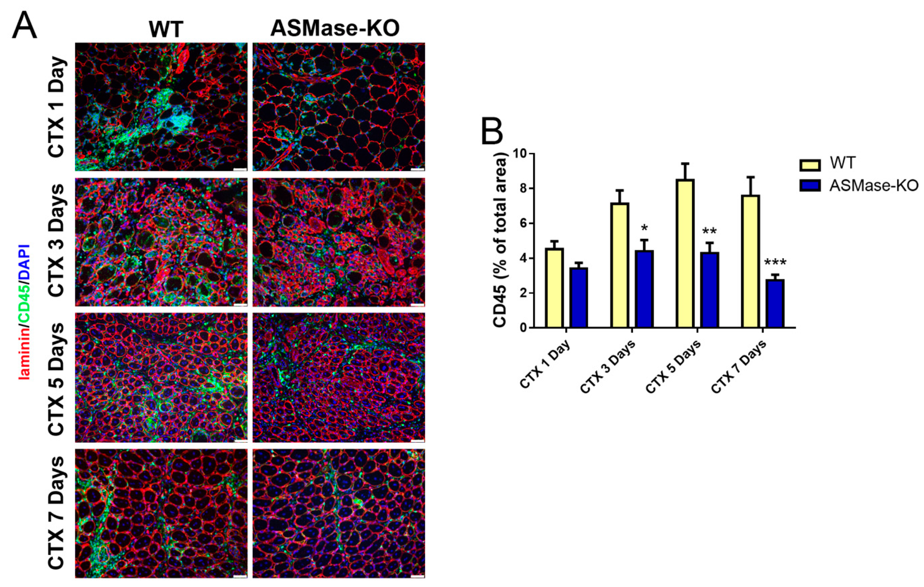 Cells 10 03028 g004a Cells 10 03028 g004a