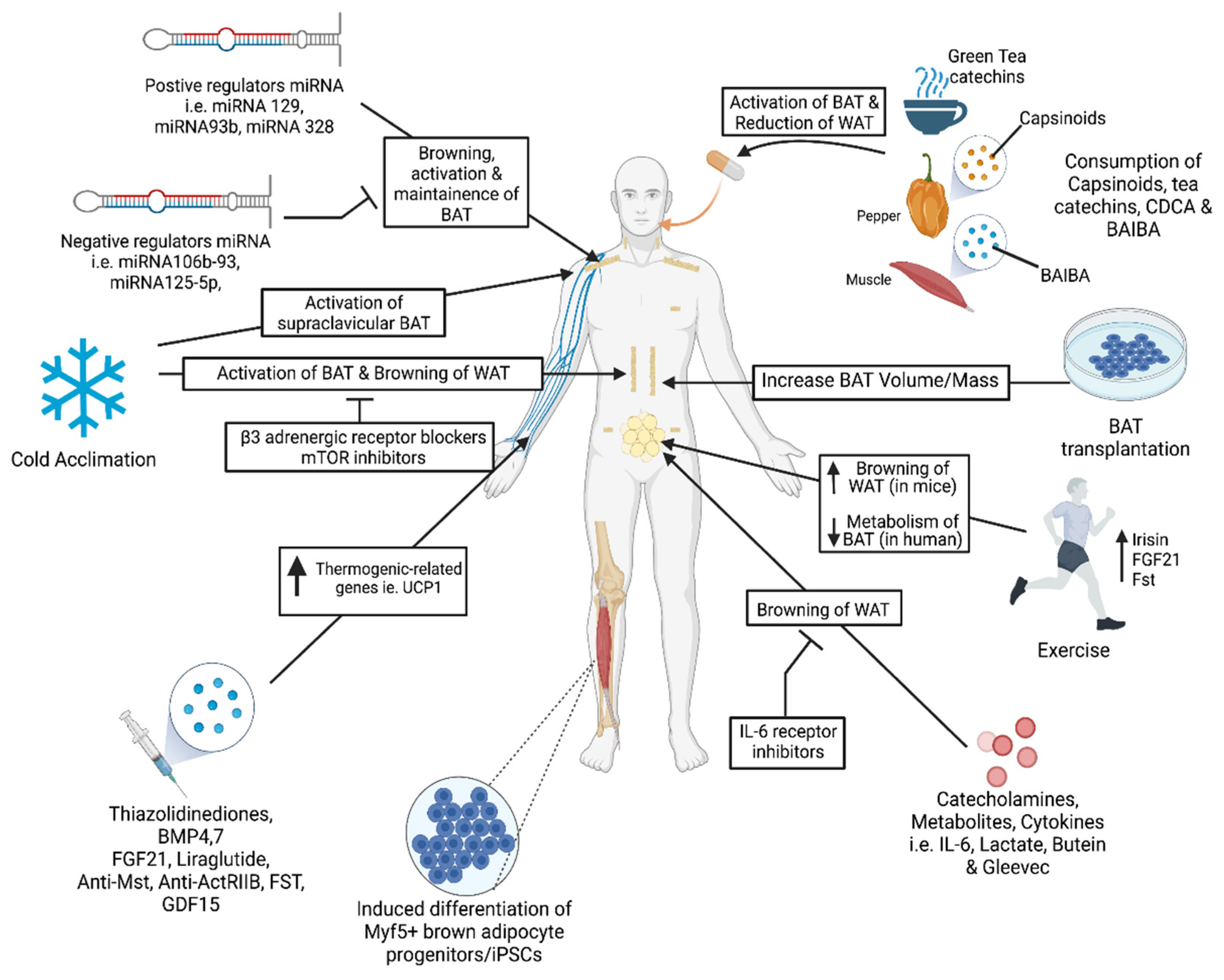 Cells 10 03030 g002 Cells 10 03030 g002
